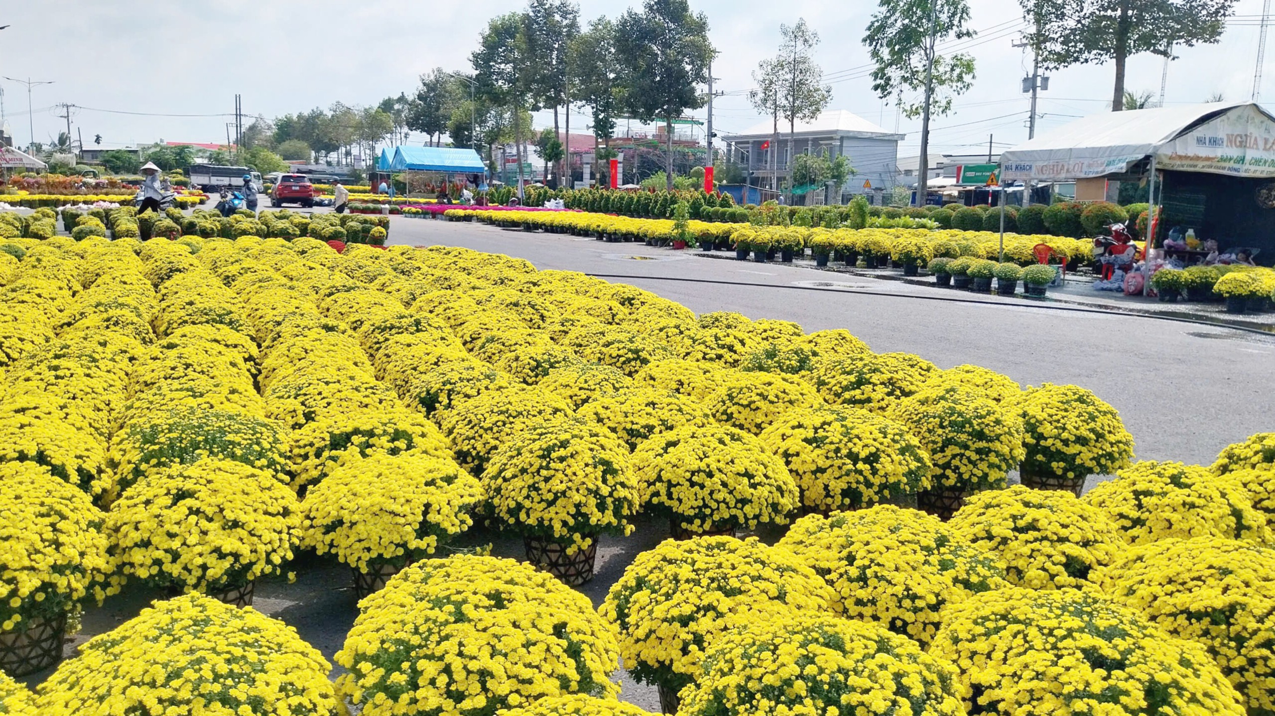 Làng hoa Sa Đéc rộn ràng đón xuân- Ảnh 11. Làng hoa Sa Đéc rộn ràng đón xuân- Ảnh 11.