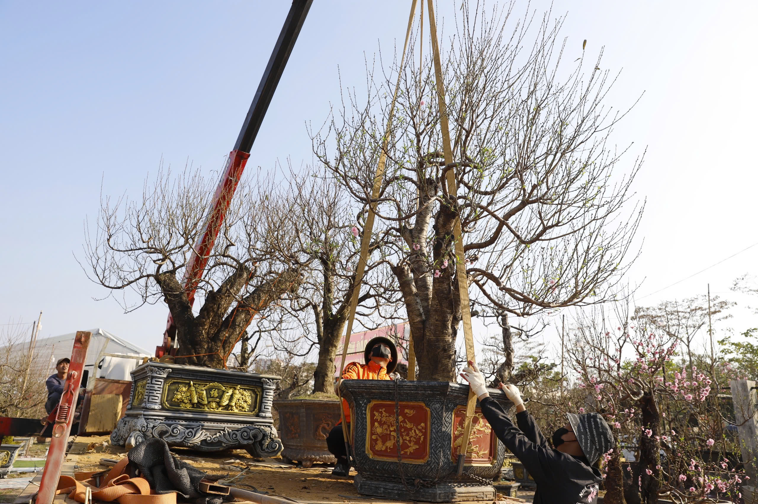 Đ&agrave;o rừng cổ thụ đổ bộ H&agrave; Nội, nhiều c&acirc;y gi&aacute; 200 triệu chờ người mua- Ảnh 6.