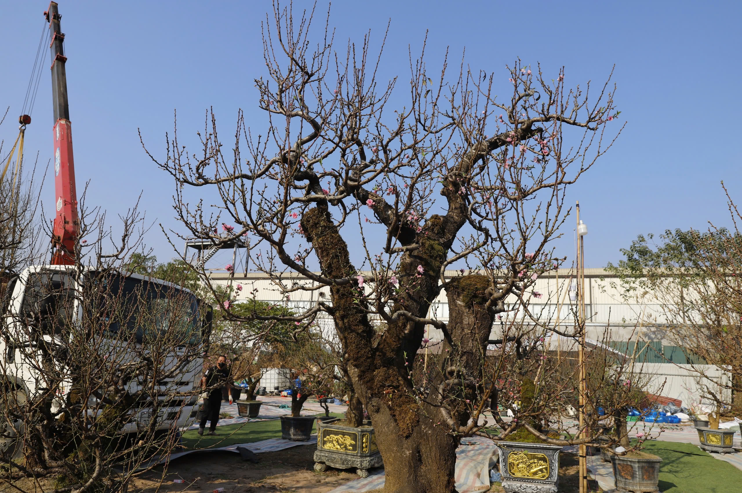 Đ&agrave;o rừng cổ thụ đổ bộ H&agrave; Nội, nhiều c&acirc;y gi&aacute; 200 triệu chờ người mua- Ảnh 1.