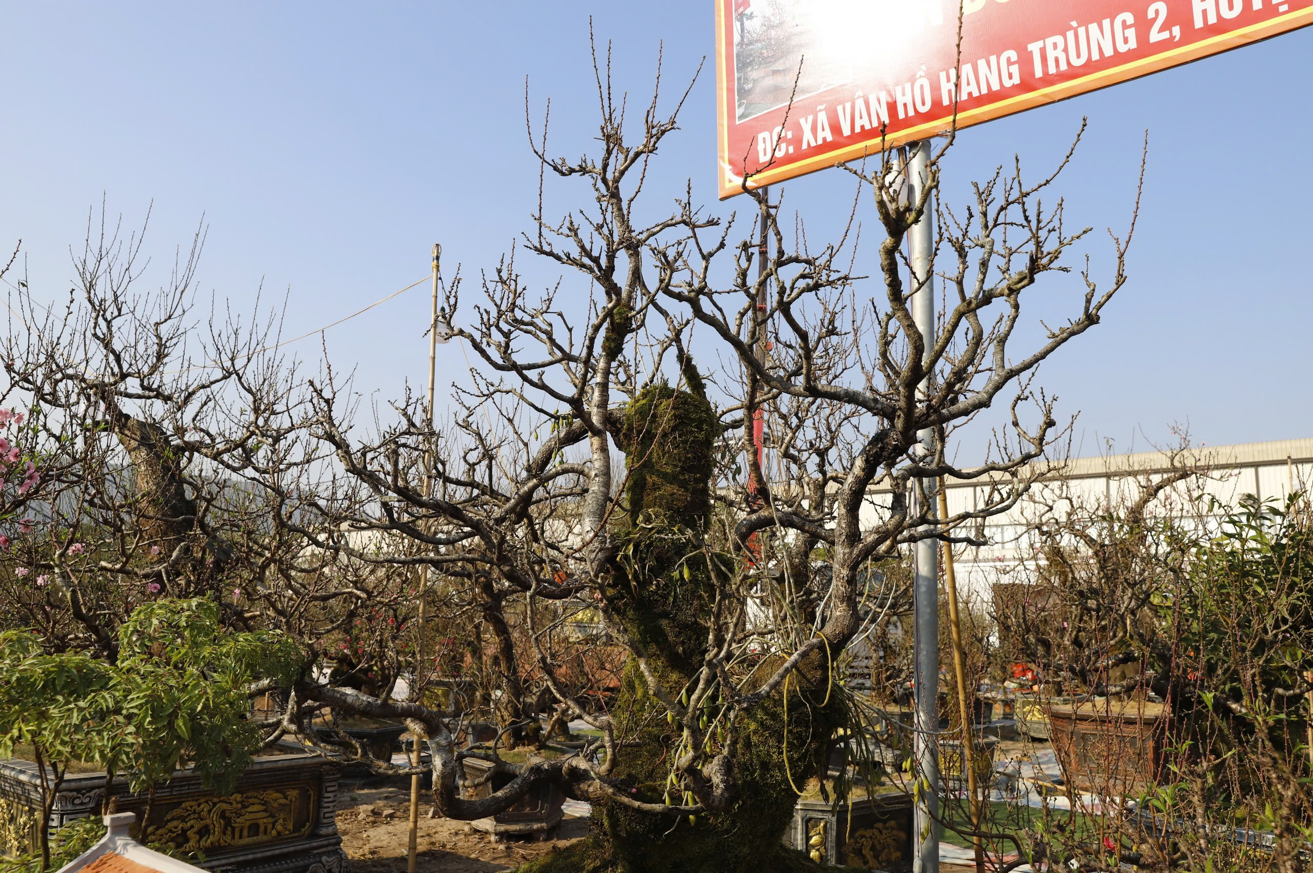 Đ&agrave;o rừng cổ thụ đổ bộ H&agrave; Nội, nhiều c&acirc;y gi&aacute; 200 triệu chờ người mua- Ảnh 3.