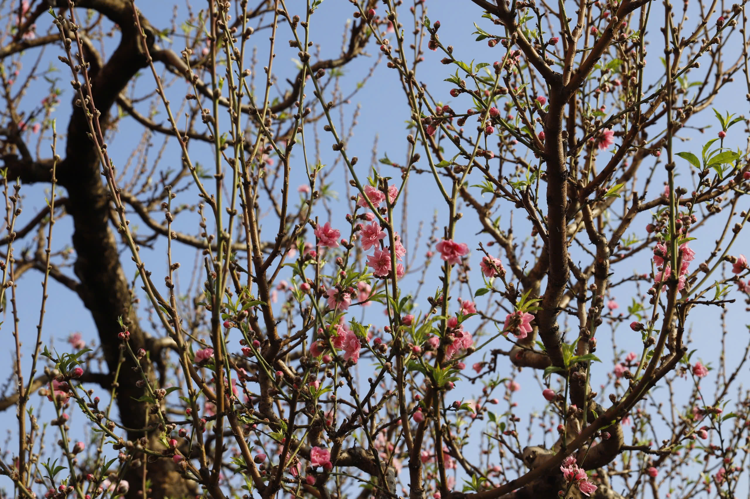 Đ&agrave;o rừng cổ thụ đổ bộ H&agrave; Nội, nhiều c&acirc;y gi&aacute; 200 triệu chờ người mua- Ảnh 11.