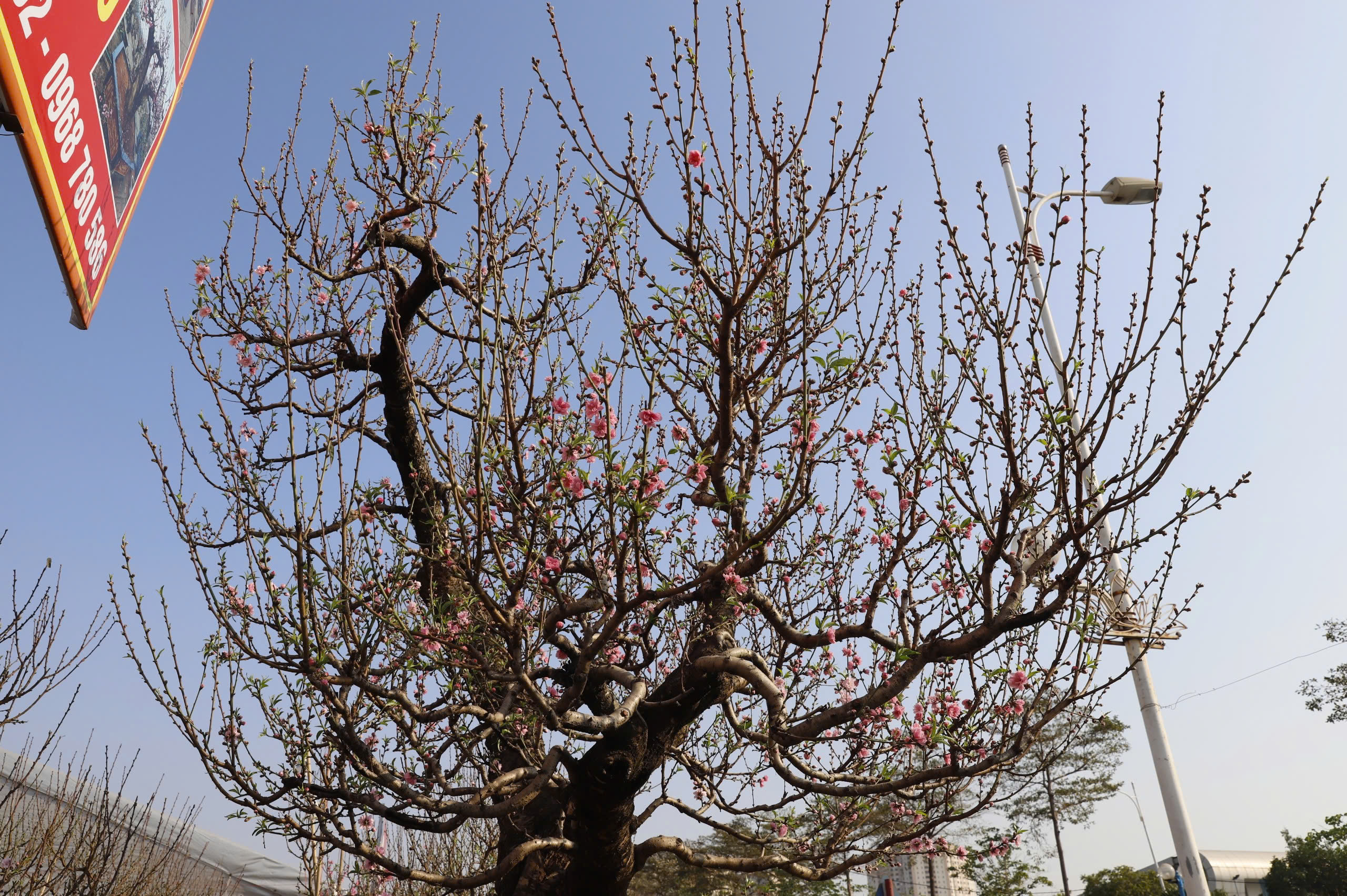 Đ&agrave;o rừng cổ thụ đổ bộ H&agrave; Nội, nhiều c&acirc;y gi&aacute; 200 triệu chờ người mua- Ảnh 9.