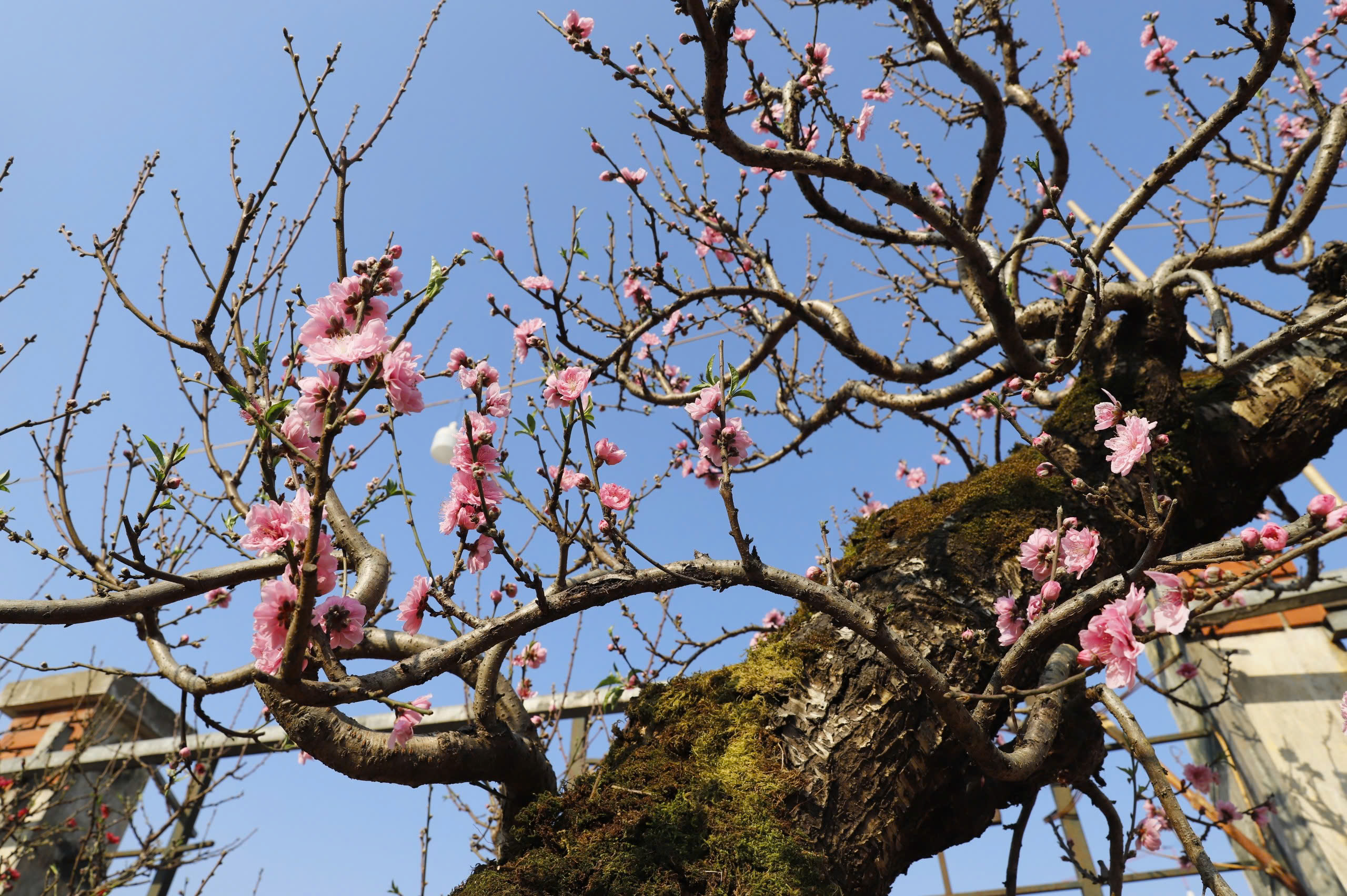 Đ&agrave;o rừng cổ thụ đổ bộ H&agrave; Nội, nhiều c&acirc;y gi&aacute; 200 triệu chờ người mua- Ảnh 7.