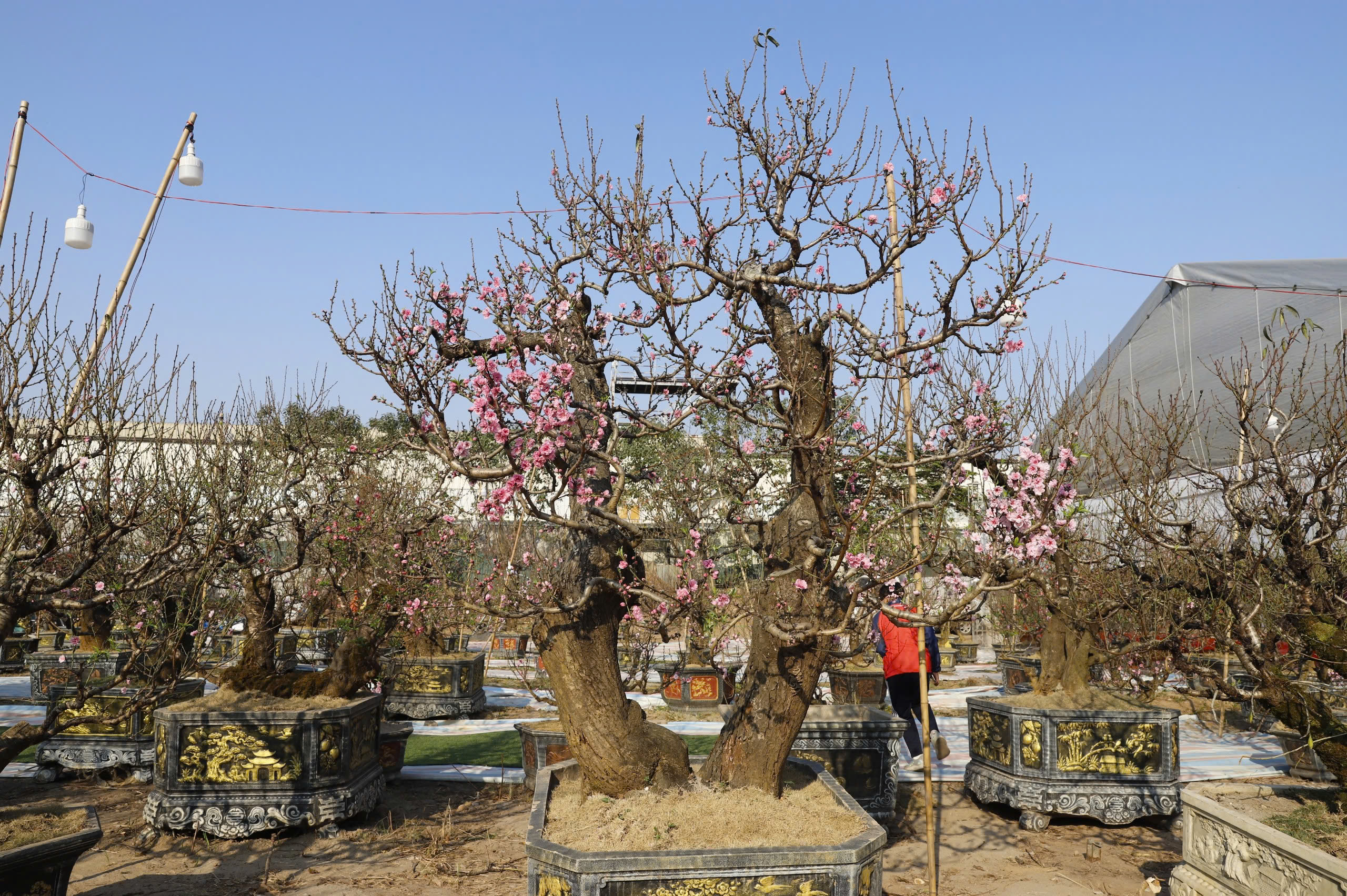 Đ&agrave;o rừng cổ thụ đổ bộ H&agrave; Nội, nhiều c&acirc;y gi&aacute; 200 triệu chờ người mua- Ảnh 8.