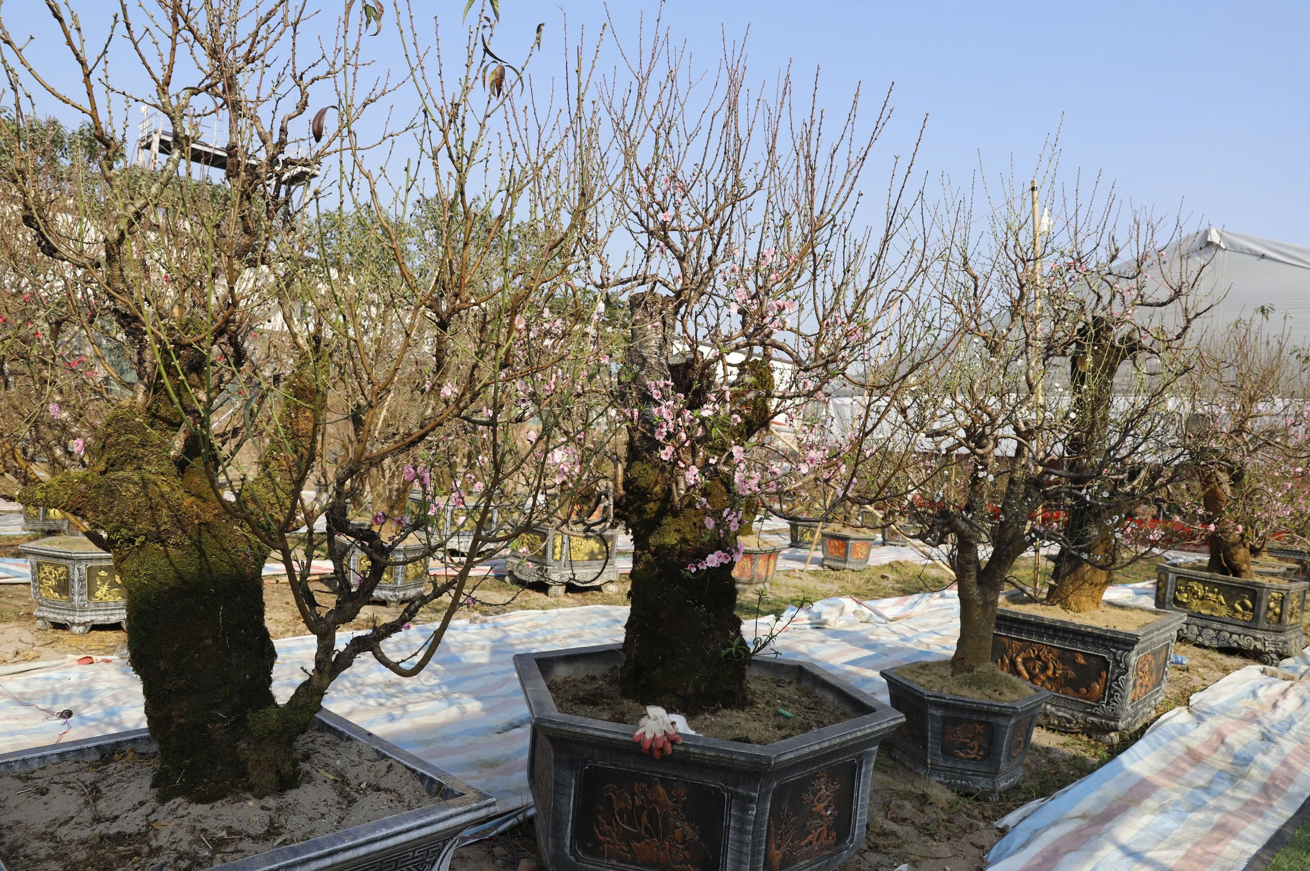 Đ&agrave;o rừng cổ thụ đổ bộ H&agrave; Nội, nhiều c&acirc;y gi&aacute; 200 triệu chờ người mua- Ảnh 2.