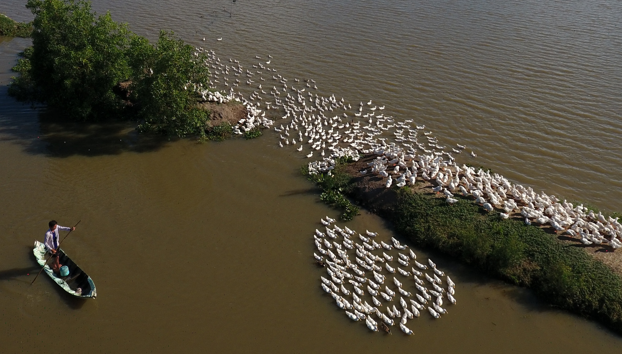 &ldquo;Đời du mục&rdquo; nu&ocirc;i vịt chạy đồng ở miền T&acirc;y- Ảnh 1.