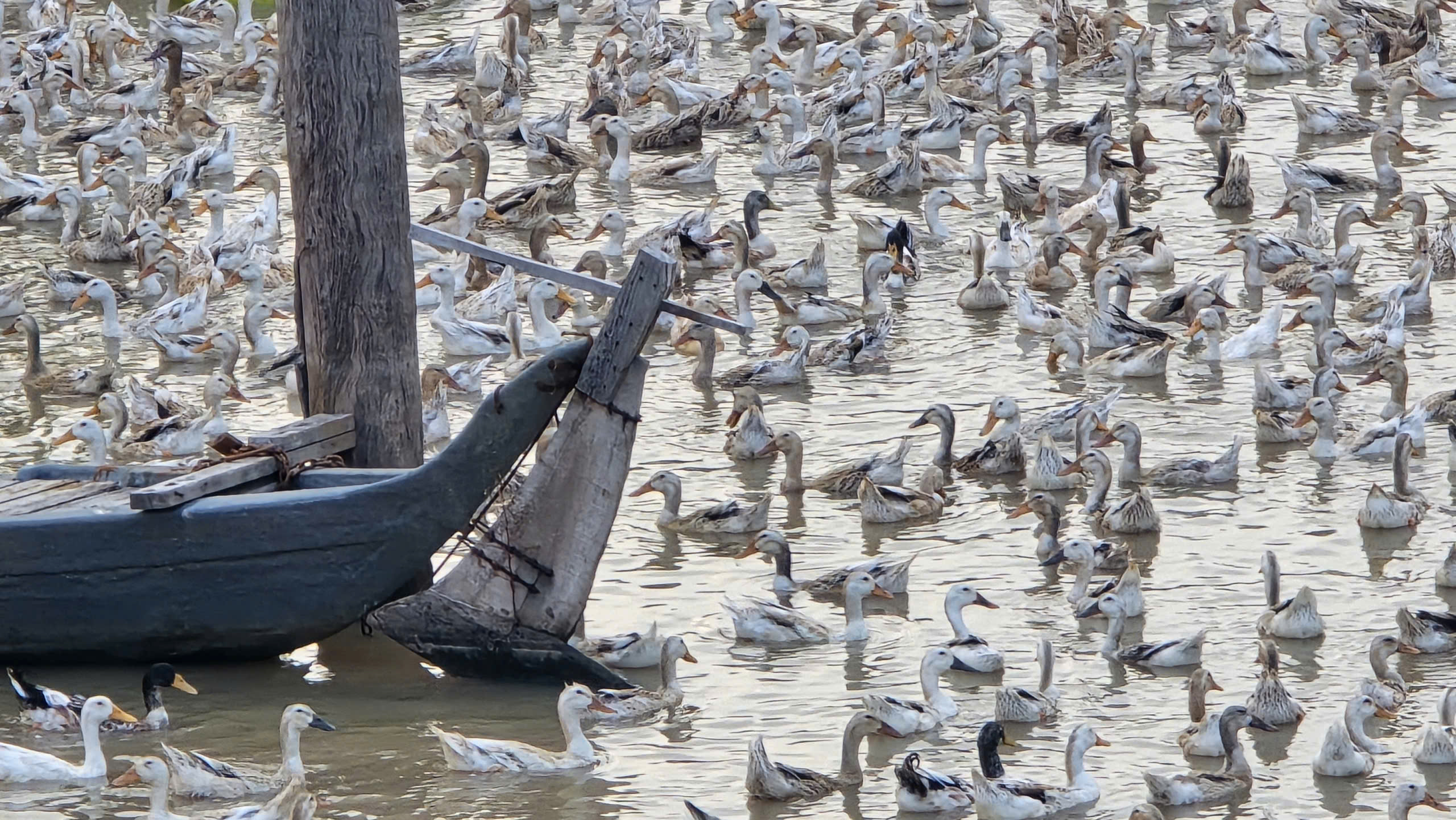 &ldquo;Đời du mục&rdquo; nu&ocirc;i vịt chạy đồng ở miền T&acirc;y- Ảnh 2.