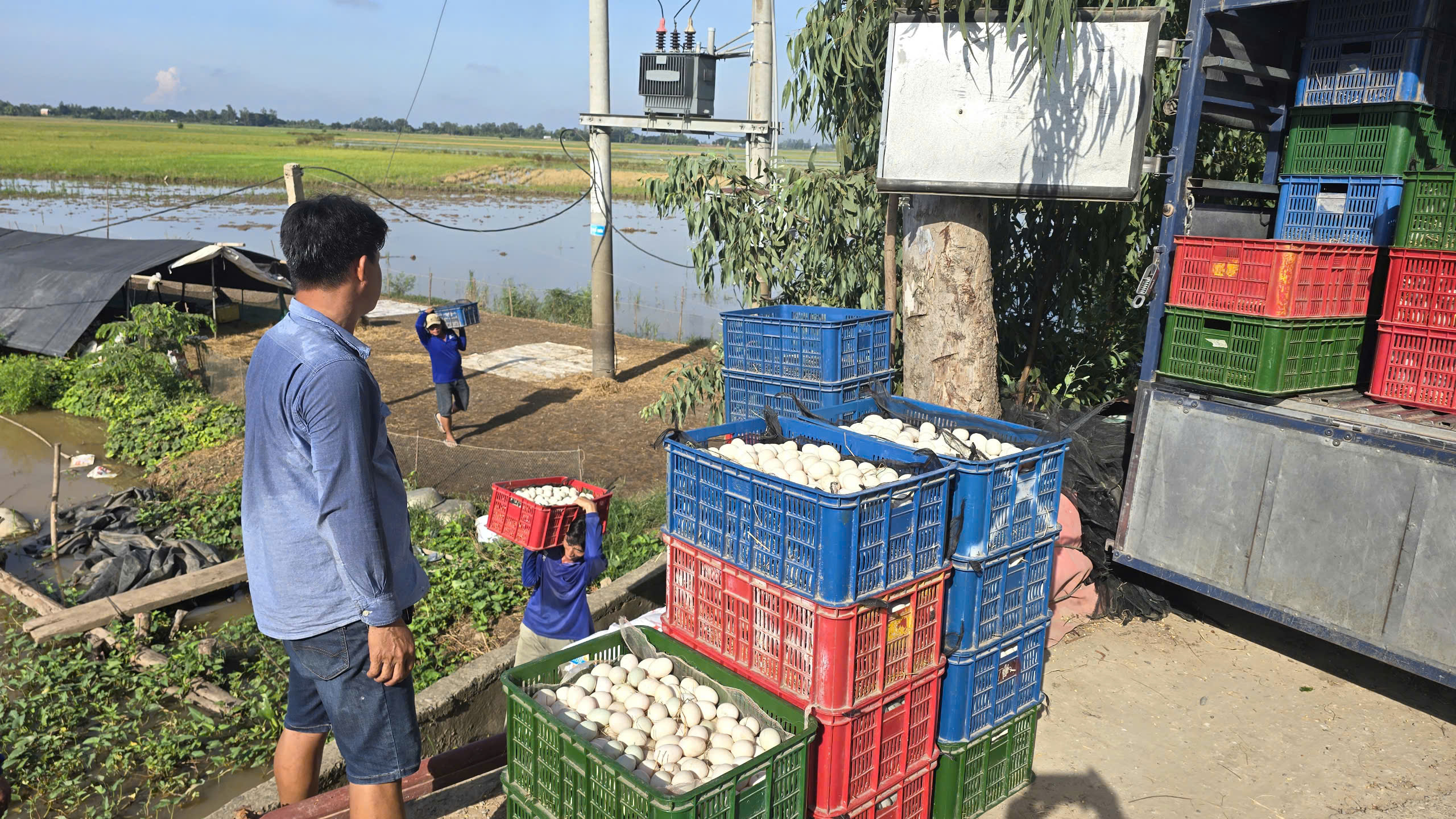 &ldquo;Đời du mục&rdquo; nu&ocirc;i vịt chạy đồng ở miền T&acirc;y- Ảnh 3.