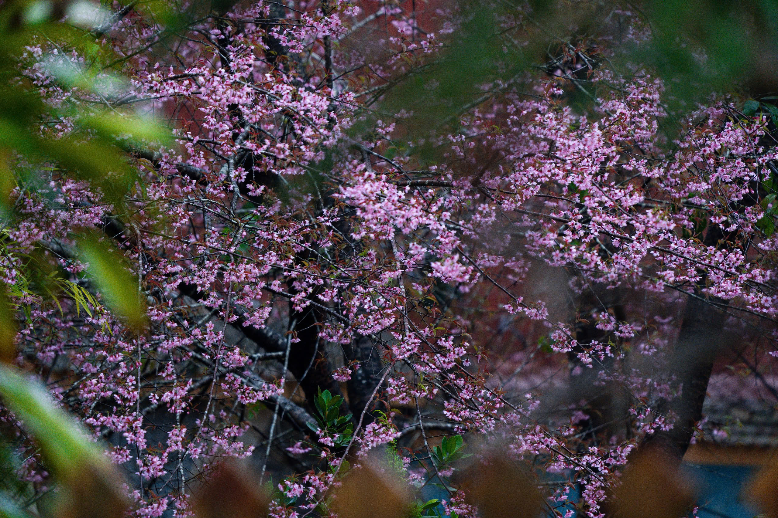 Ngắm mai anh đào nhuộm hồng những con đường ở Măng Đen- Ảnh 17. Ngắm mai anh đào nhuộm hồng những con đường ở Măng Đen- Ảnh 17.