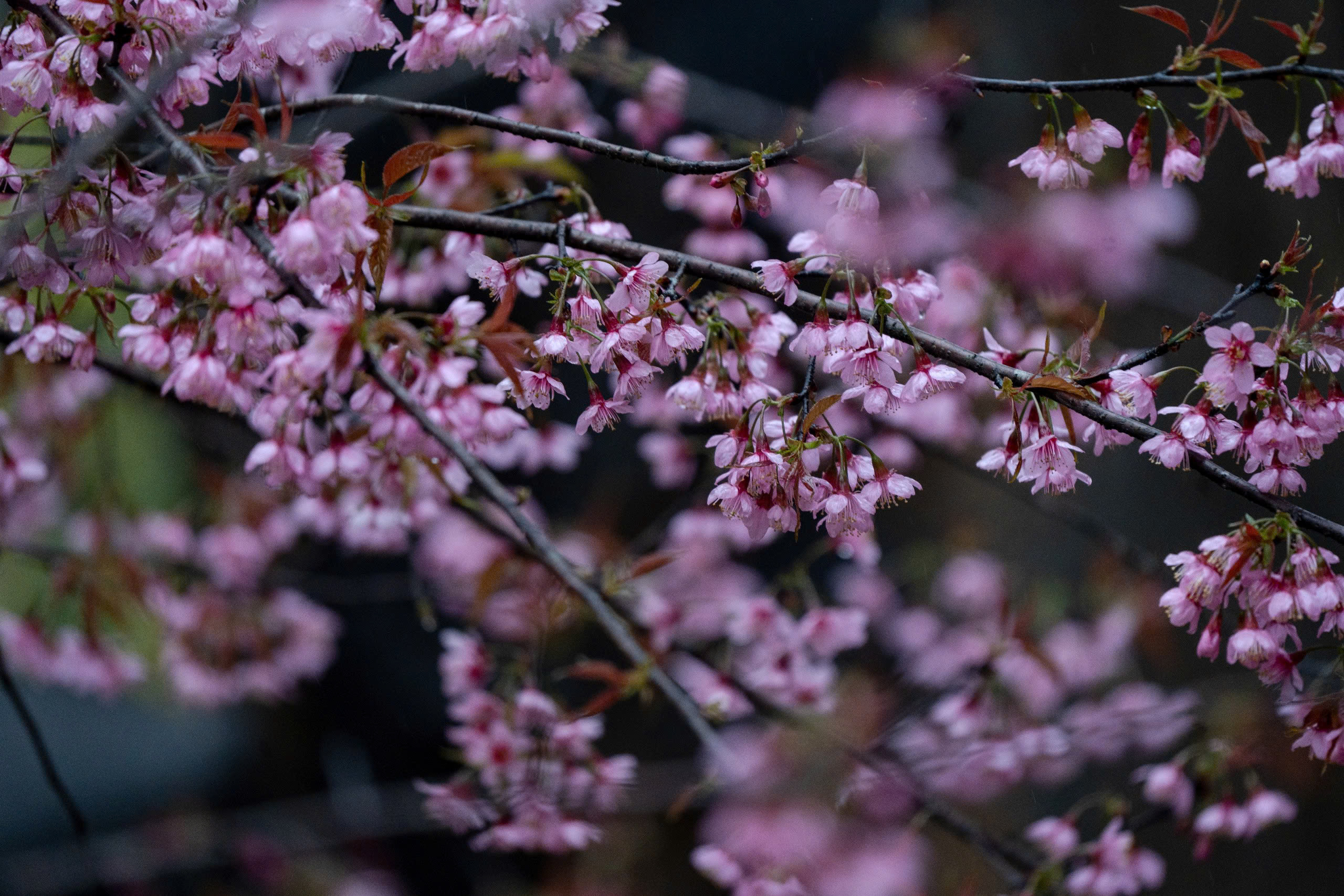 Ngắm mai anh đào nhuộm hồng những con đường ở Măng Đen- Ảnh 16. Ngắm mai anh đào nhuộm hồng những con đường ở Măng Đen- Ảnh 16.