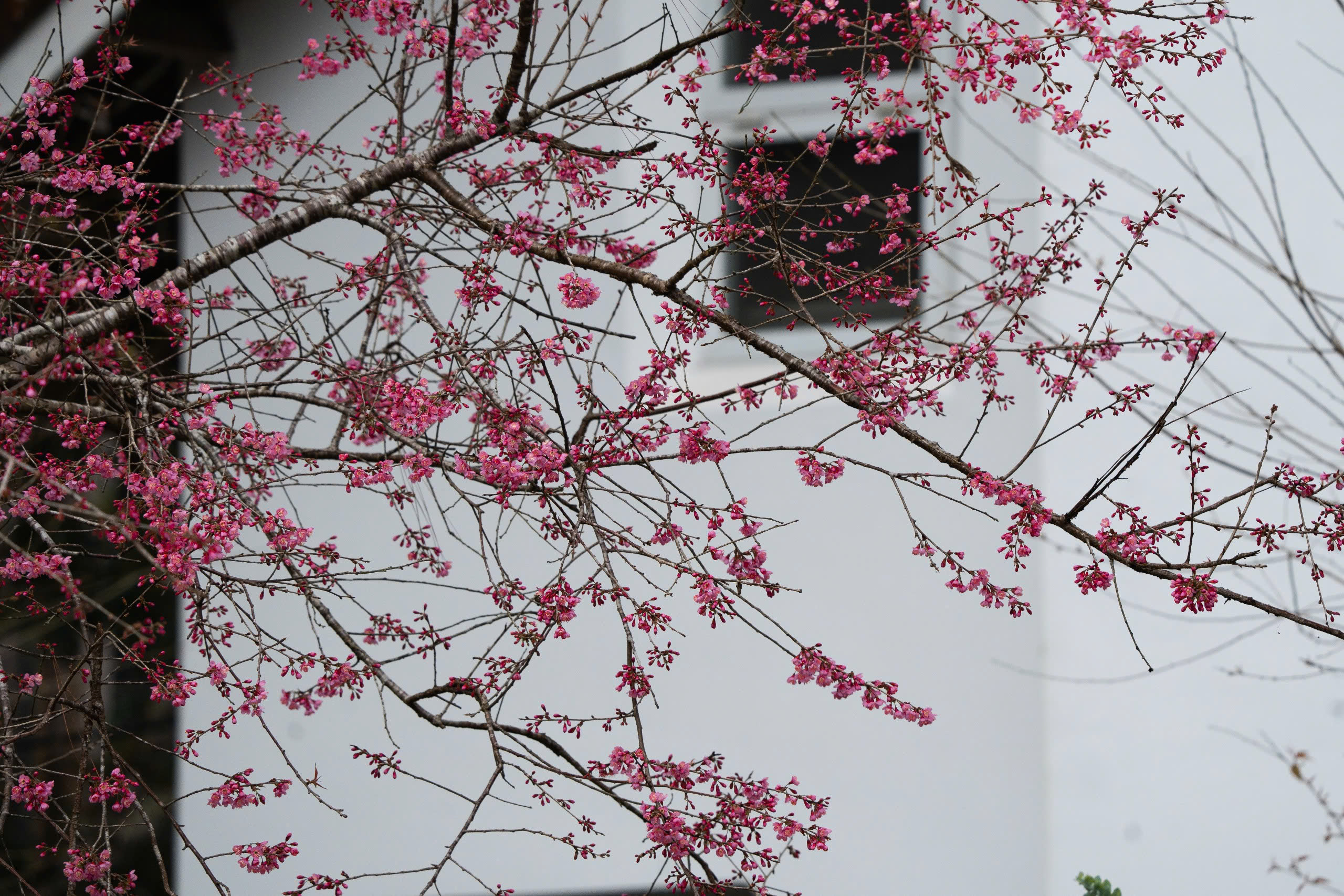 Ngắm mai anh đào nhuộm hồng những con đường ở Măng Đen- Ảnh 15. Ngắm mai anh đào nhuộm hồng những con đường ở Măng Đen- Ảnh 15.