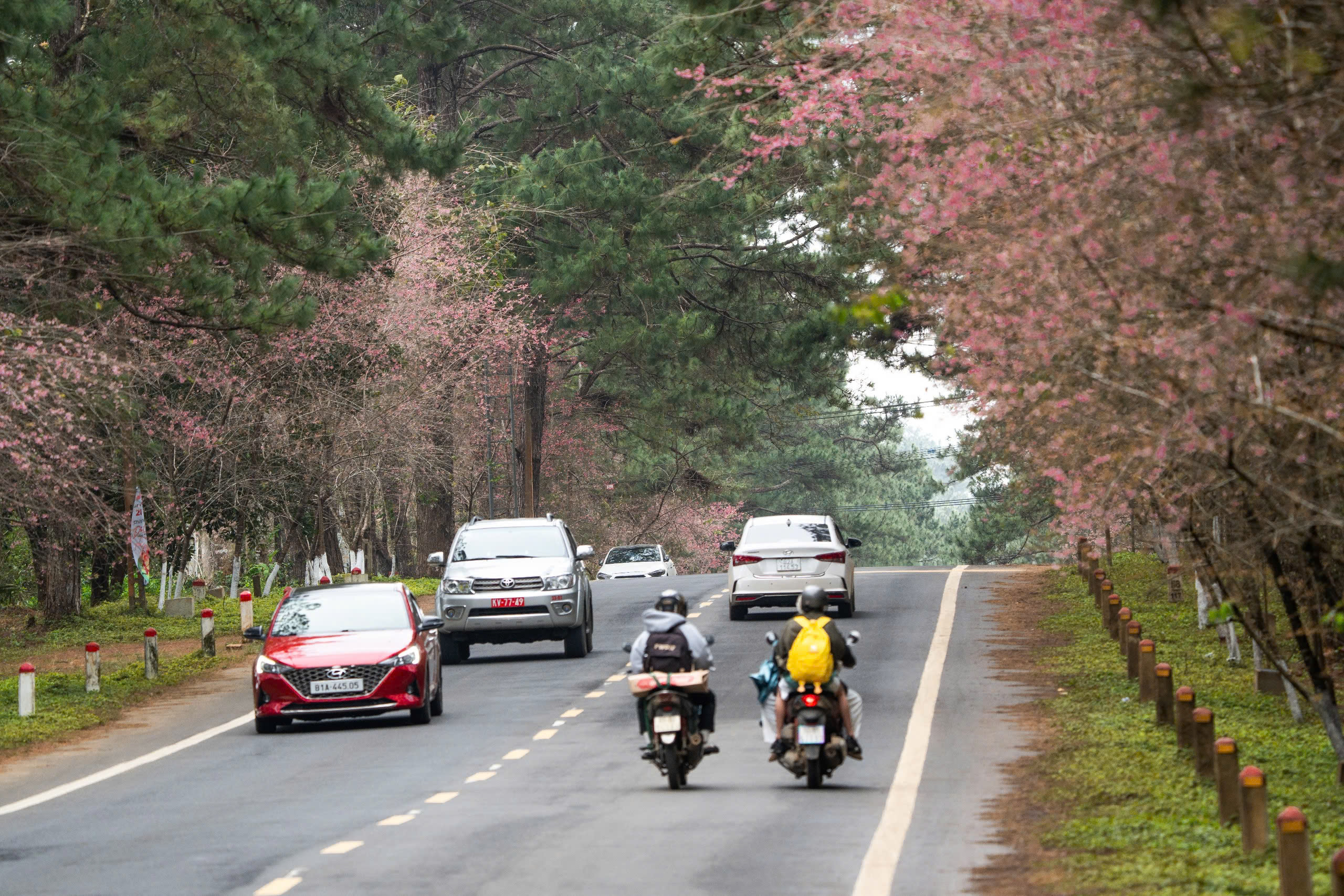 Ngắm mai anh đào nhuộm hồng những con đường ở Măng Đen- Ảnh 18. Ngắm mai anh đào nhuộm hồng những con đường ở Măng Đen- Ảnh 18.