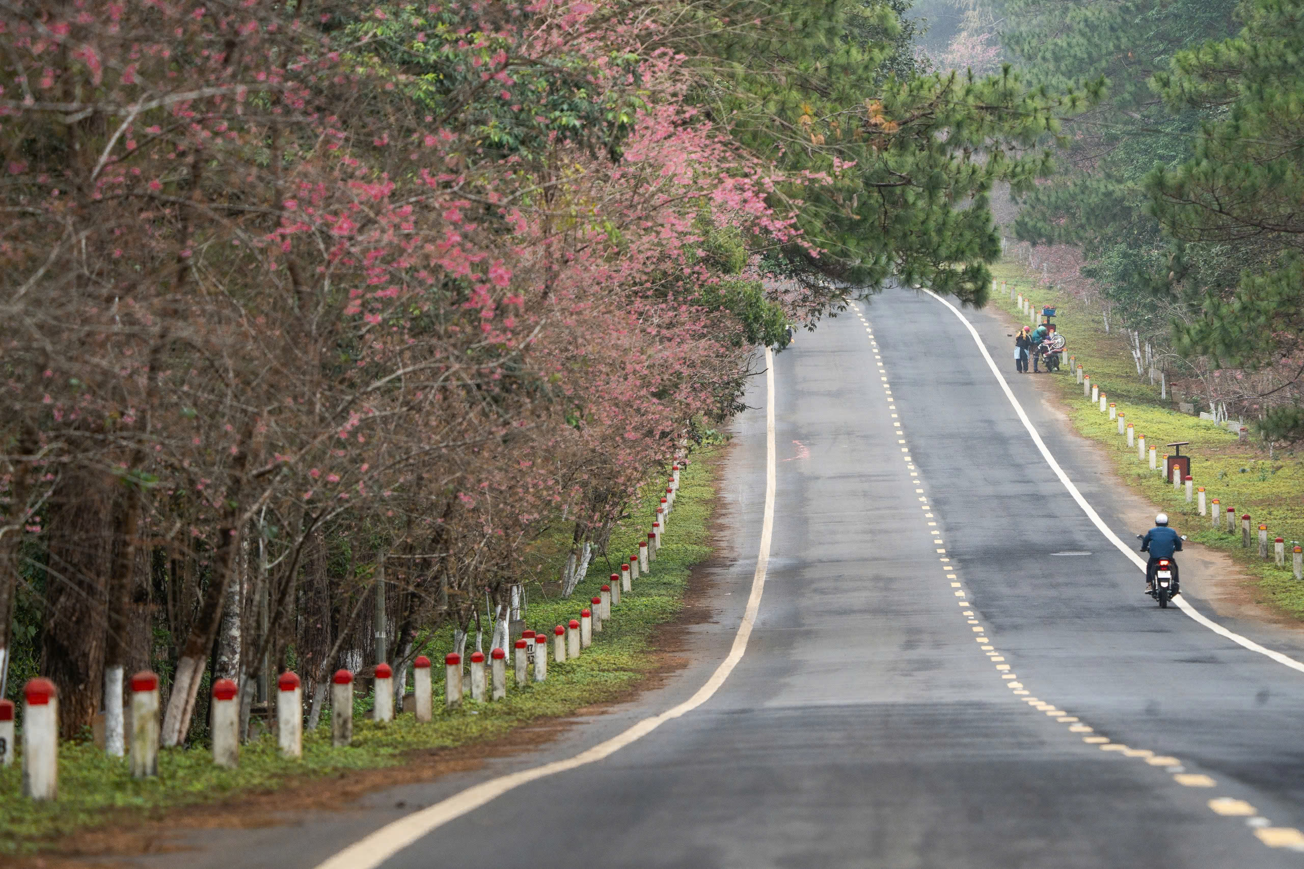 Ngắm mai anh đào nhuộm hồng những con đường ở Măng Đen- Ảnh 19. Ngắm mai anh đào nhuộm hồng những con đường ở Măng Đen- Ảnh 19.