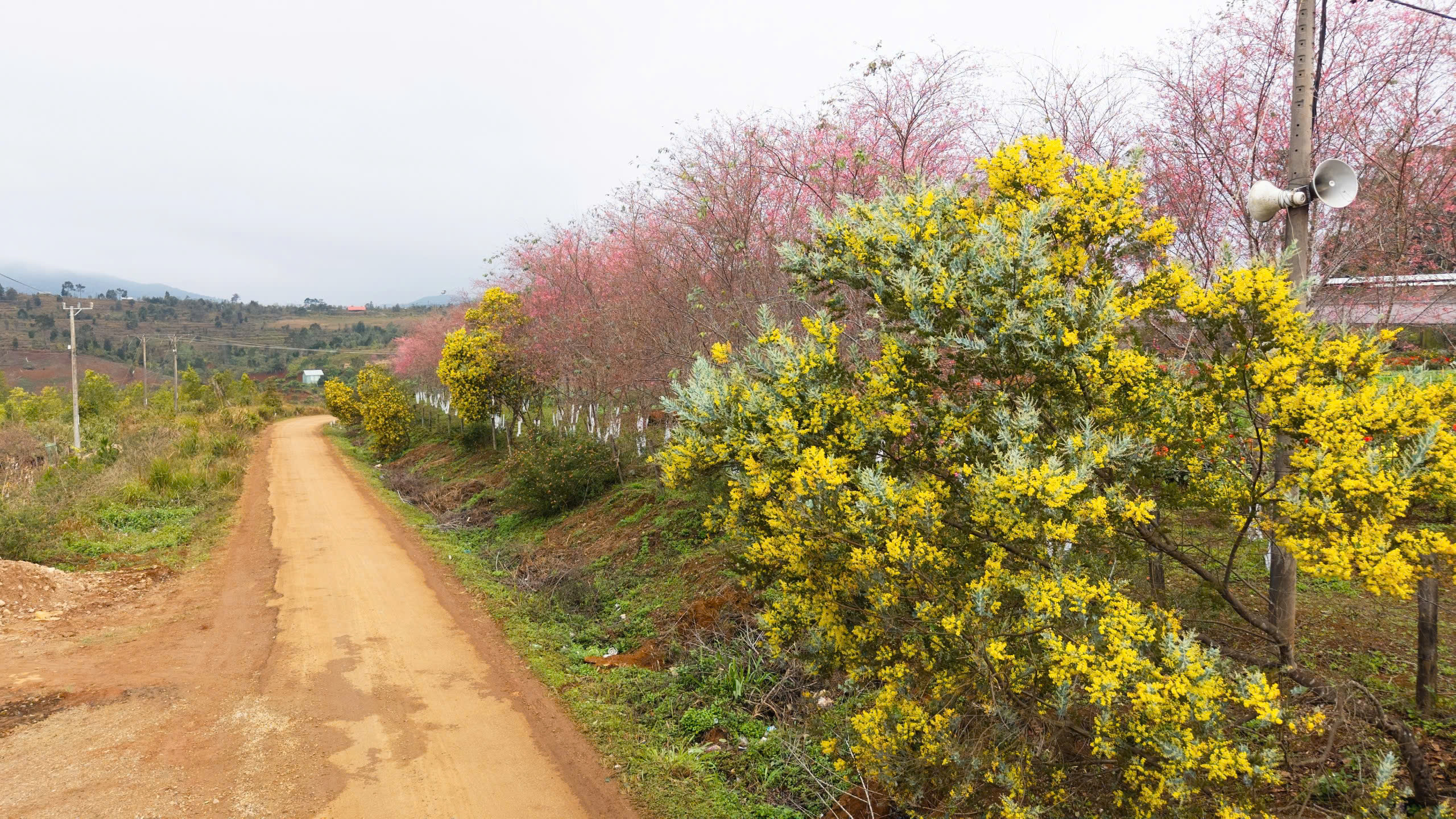 Ngắm mai anh đào nhuộm hồng những con đường ở Măng Đen- Ảnh 6. Ngắm mai anh đào nhuộm hồng những con đường ở Măng Đen- Ảnh 6.