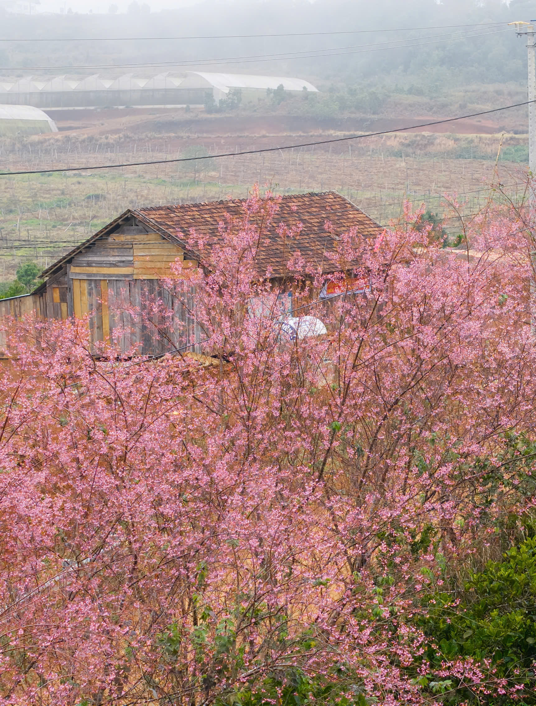 Ngắm mai anh đào nhuộm hồng những con đường ở Măng Đen- Ảnh 12. Ngắm mai anh đào nhuộm hồng những con đường ở Măng Đen- Ảnh 12.