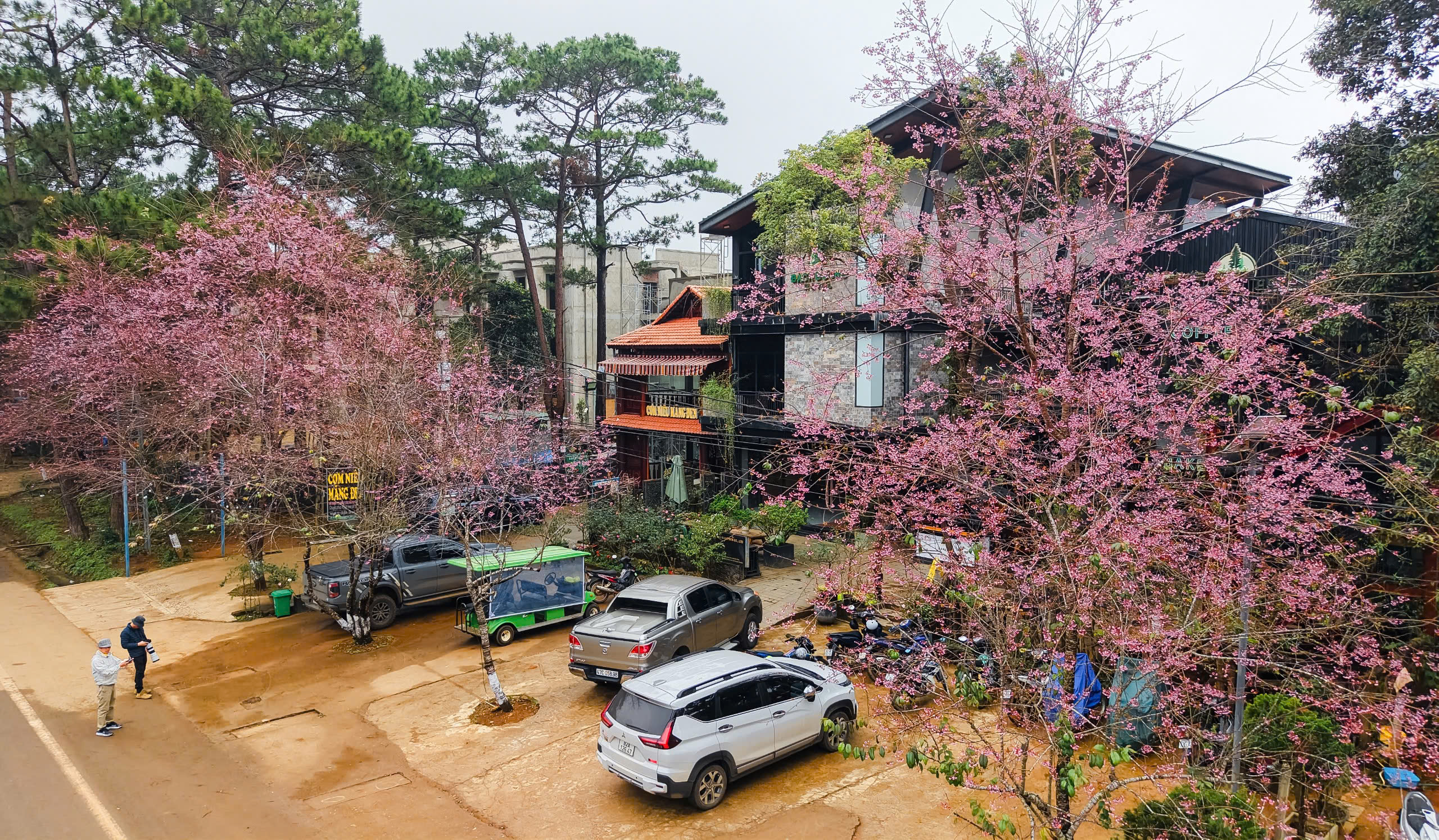 Ngắm mai anh đào nhuộm hồng những con đường ở Măng Đen- Ảnh 7. Ngắm mai anh đào nhuộm hồng những con đường ở Măng Đen- Ảnh 7.