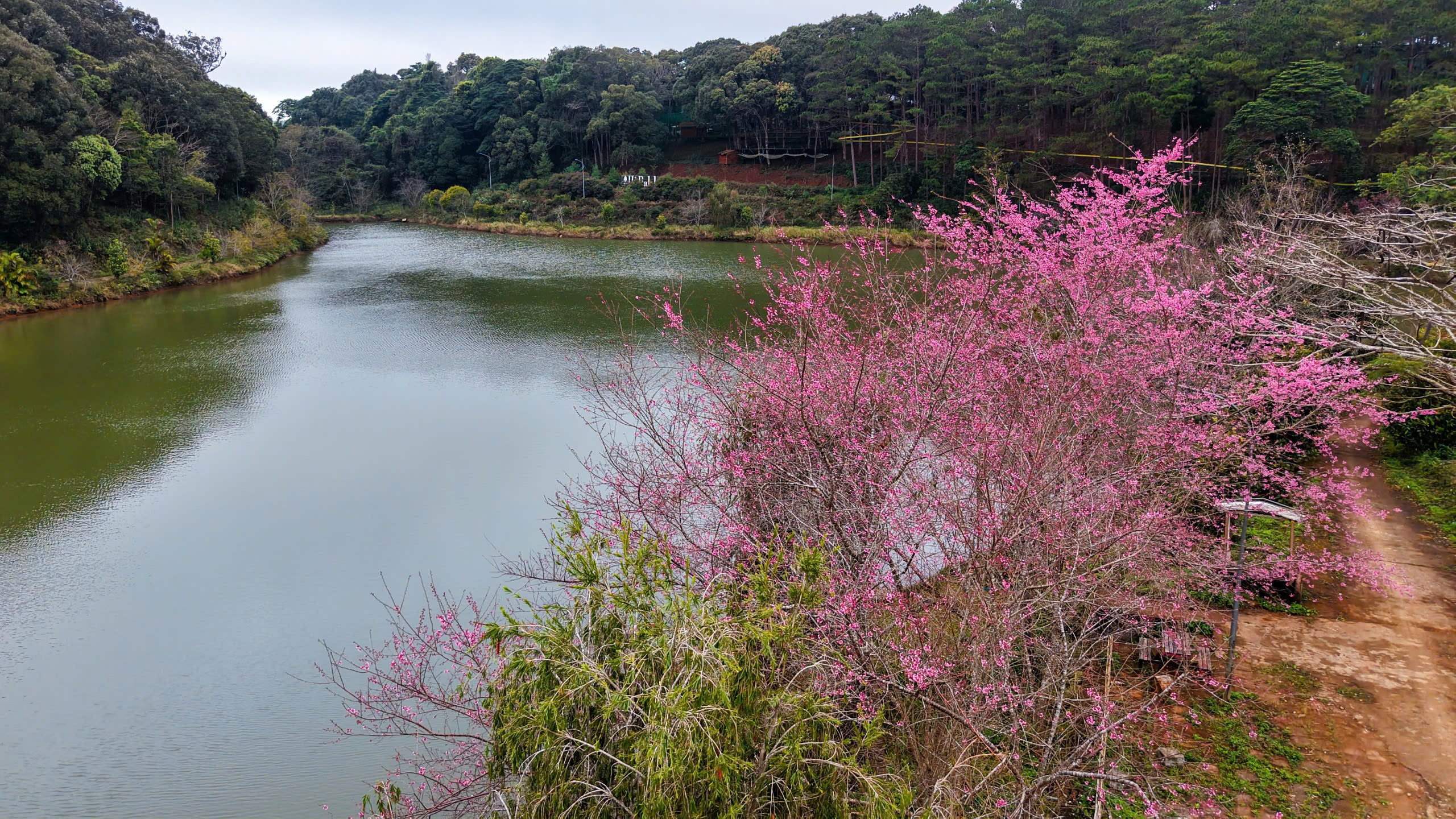 Ngắm mai anh đào nhuộm hồng những con đường ở Măng Đen- Ảnh 13. Ngắm mai anh đào nhuộm hồng những con đường ở Măng Đen- Ảnh 13.