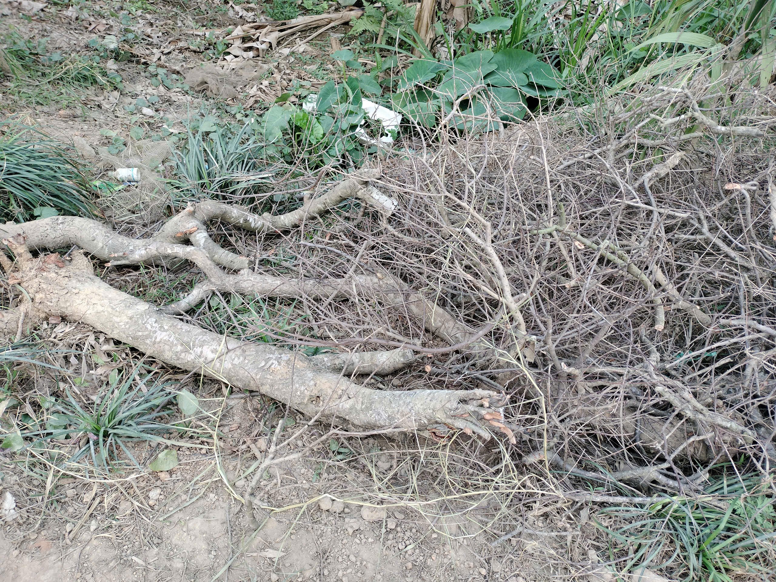 Xót xa những vườn đào khô ở Yên Bái trước dịp Tết- Ảnh 2. Xót xa những vườn đào khô ở Yên Bái trước dịp Tết- Ảnh 2.