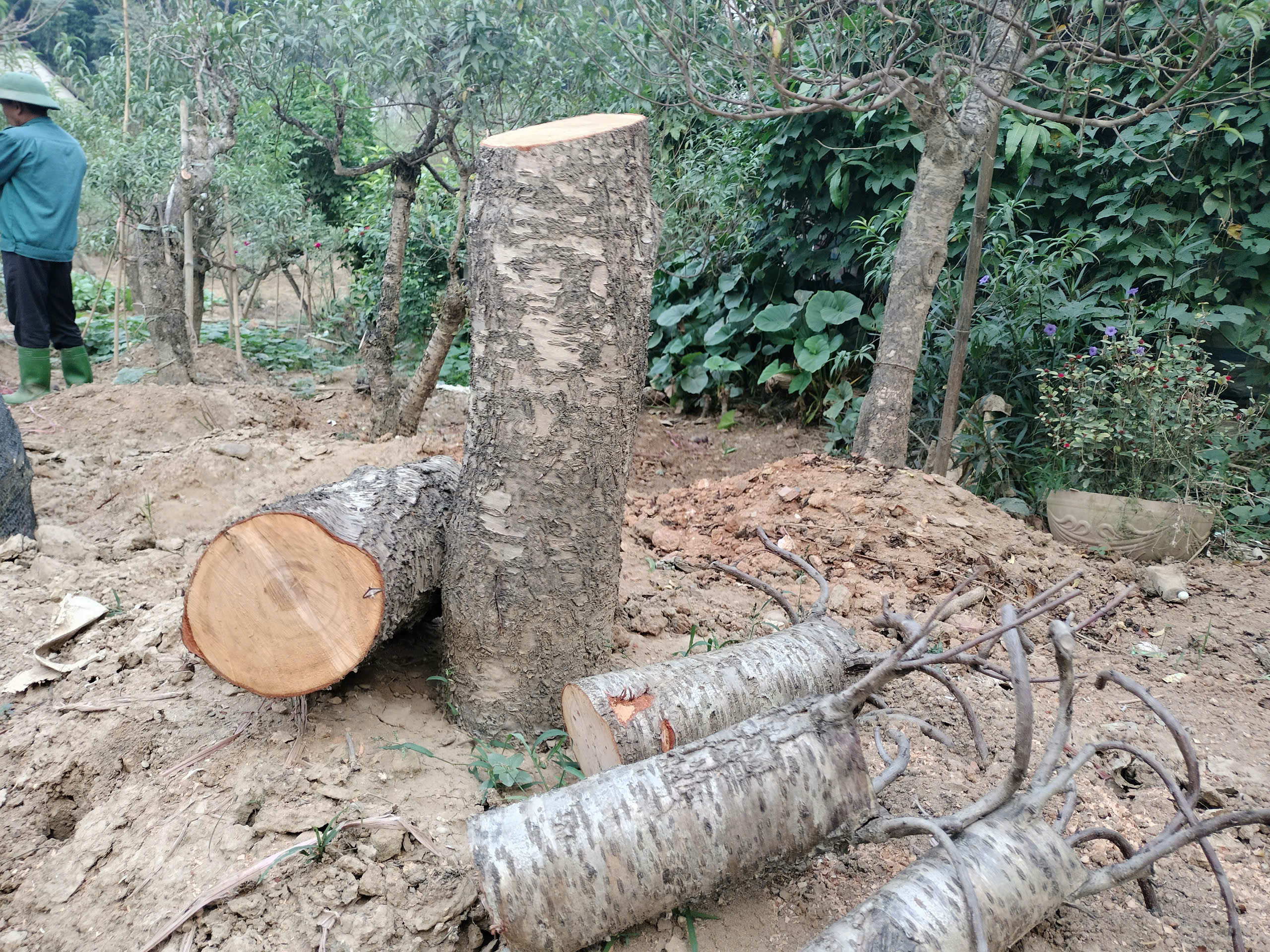 Xót xa những vườn đào khô ở Yên Bái trước dịp Tết- Ảnh 3. Xót xa những vườn đào khô ở Yên Bái trước dịp Tết- Ảnh 3.