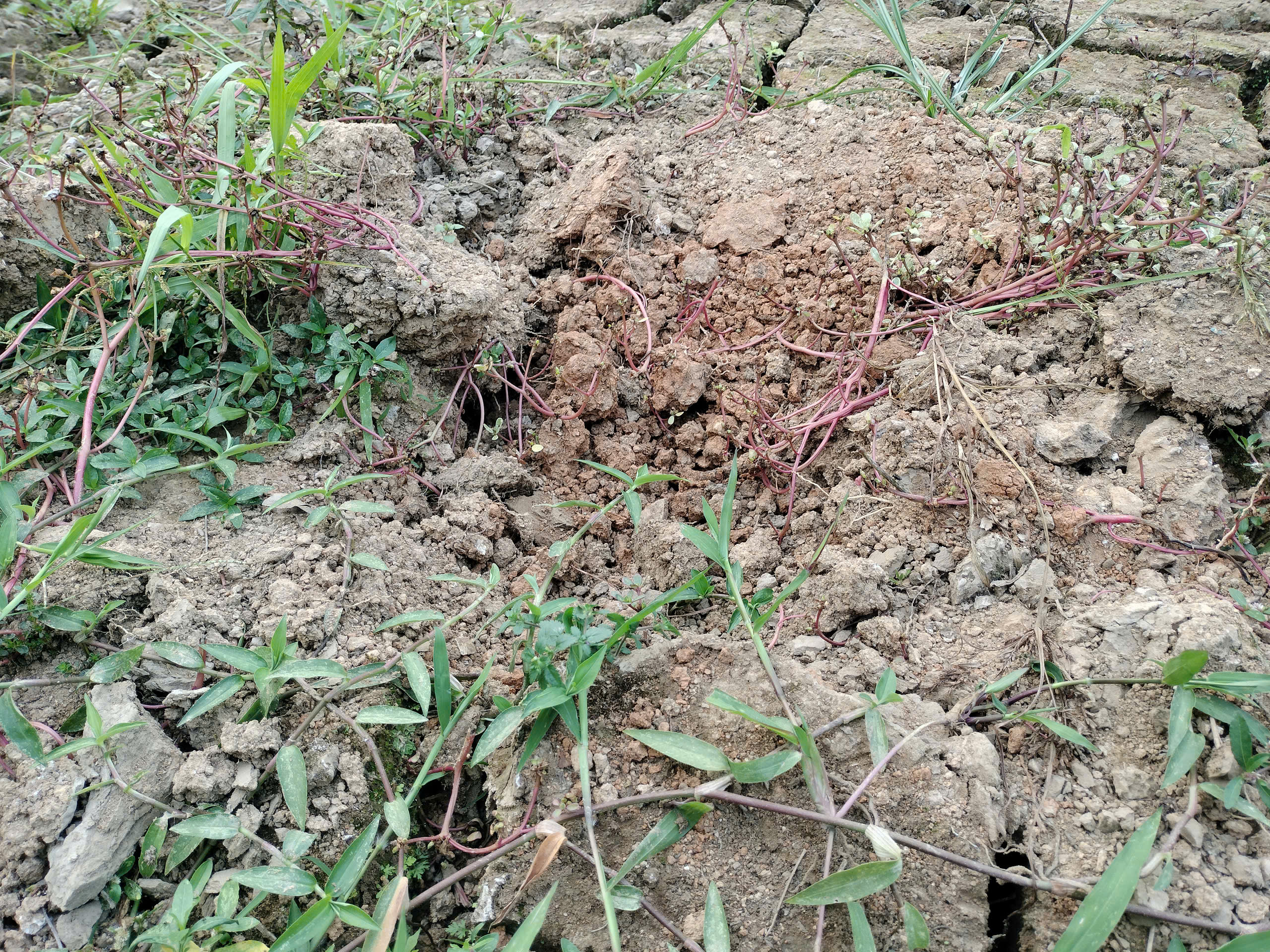 Xót xa những vườn đào khô ở Yên Bái trước dịp Tết- Ảnh 4. Xót xa những vườn đào khô ở Yên Bái trước dịp Tết- Ảnh 4.