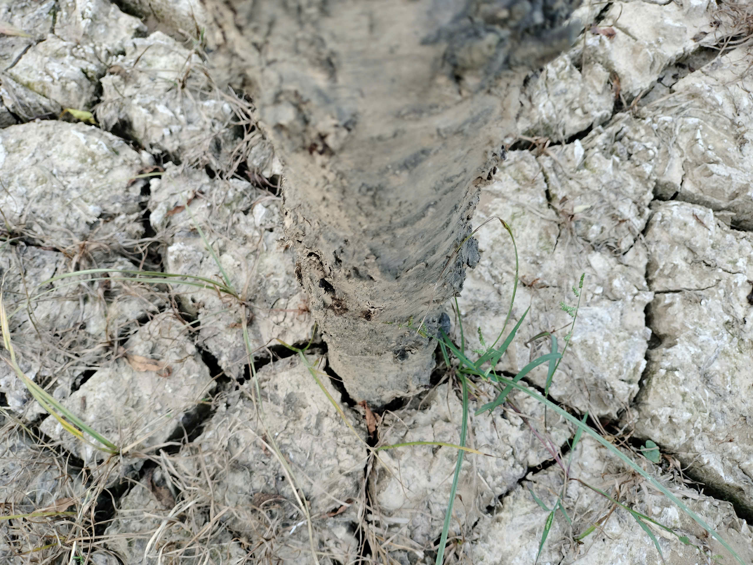 Xót xa những vườn đào khô ở Yên Bái trước dịp Tết- Ảnh 5. Xót xa những vườn đào khô ở Yên Bái trước dịp Tết- Ảnh 5.