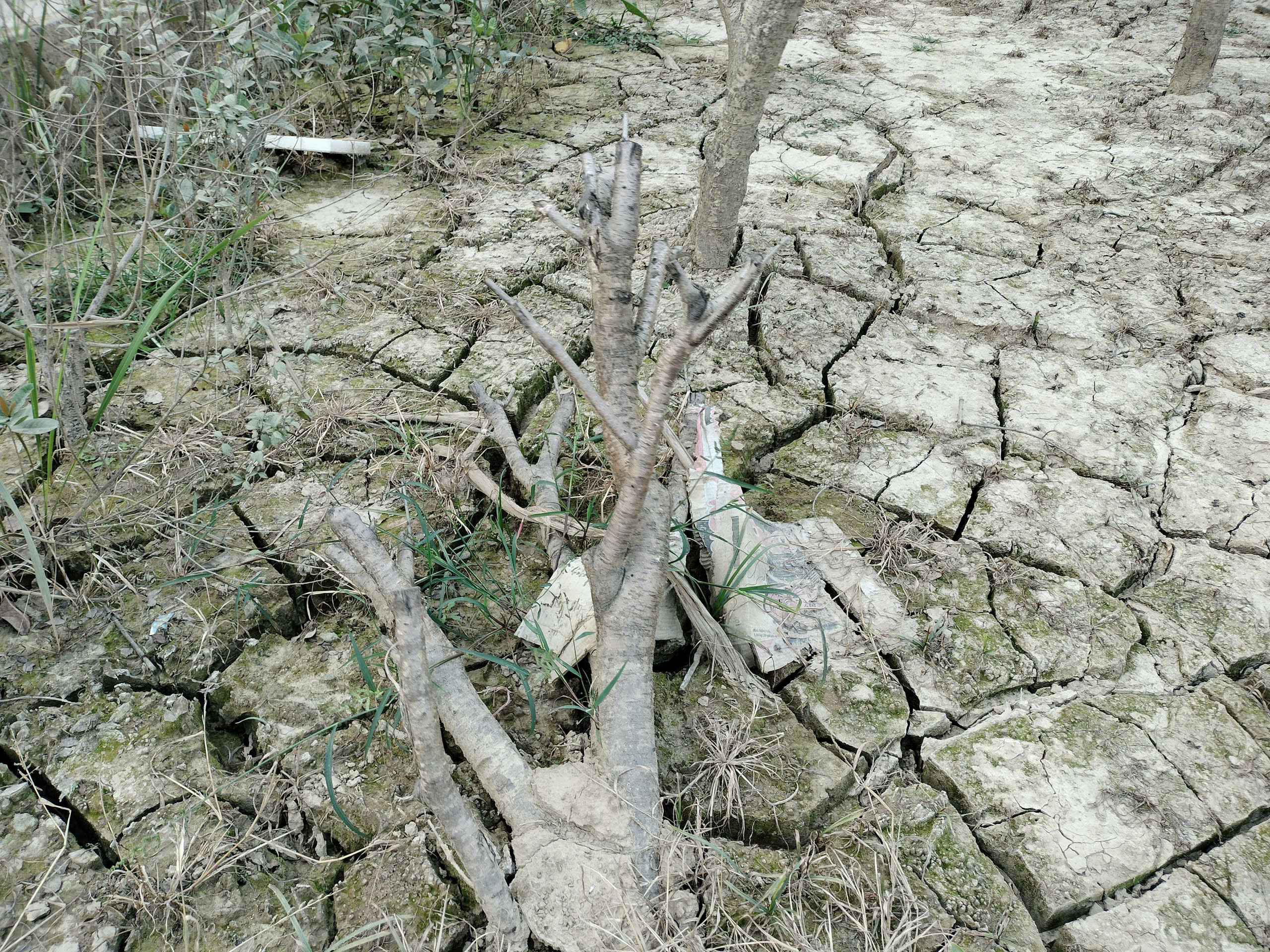 Xót xa những vườn đào khô ở Yên Bái trước dịp Tết- Ảnh 6. Xót xa những vườn đào khô ở Yên Bái trước dịp Tết- Ảnh 6.