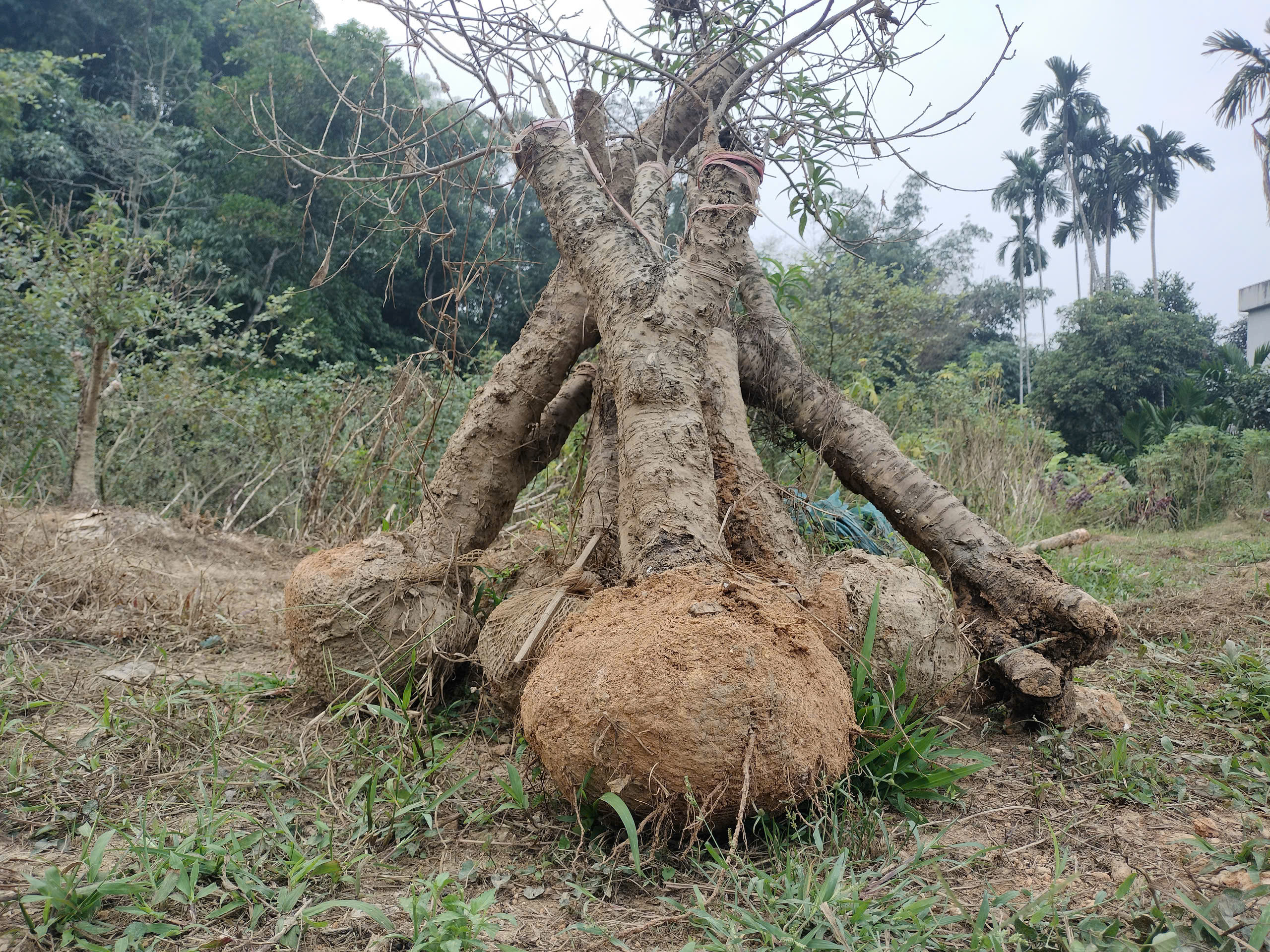 Xót xa những vườn đào khô ở Yên Bái trước dịp Tết- Ảnh 7. Xót xa những vườn đào khô ở Yên Bái trước dịp Tết- Ảnh 7.