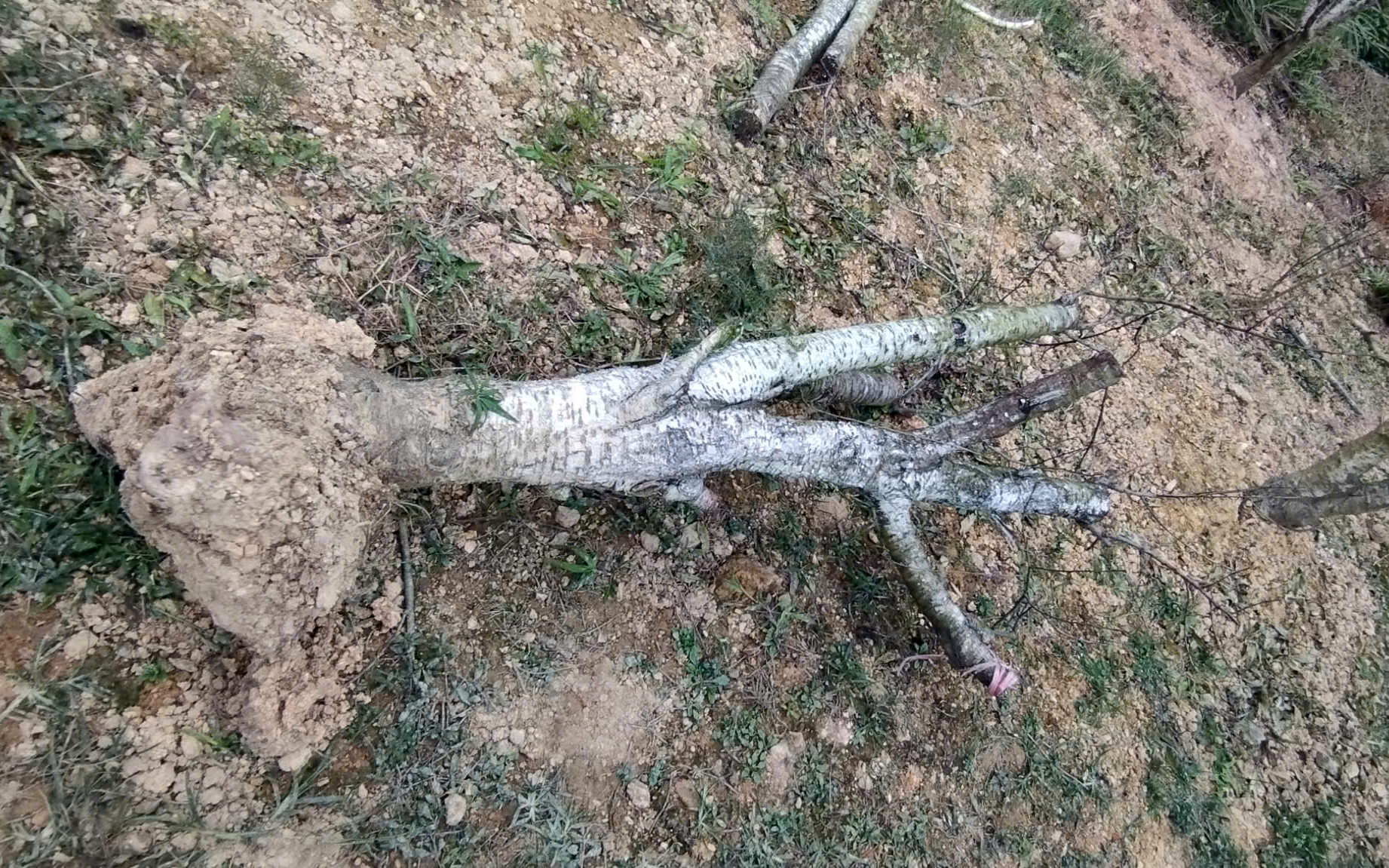 Xót xa những vườn đào khô ở Yên Bái trước dịp Tết- Ảnh 9. Xót xa những vườn đào khô ở Yên Bái trước dịp Tết- Ảnh 9.