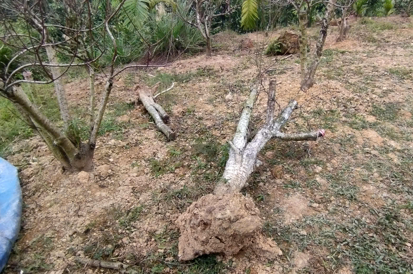 Xót xa những vườn đào khô ở Yên Bái trước dịp Tết- Ảnh 10. Xót xa những vườn đào khô ở Yên Bái trước dịp Tết- Ảnh 10.