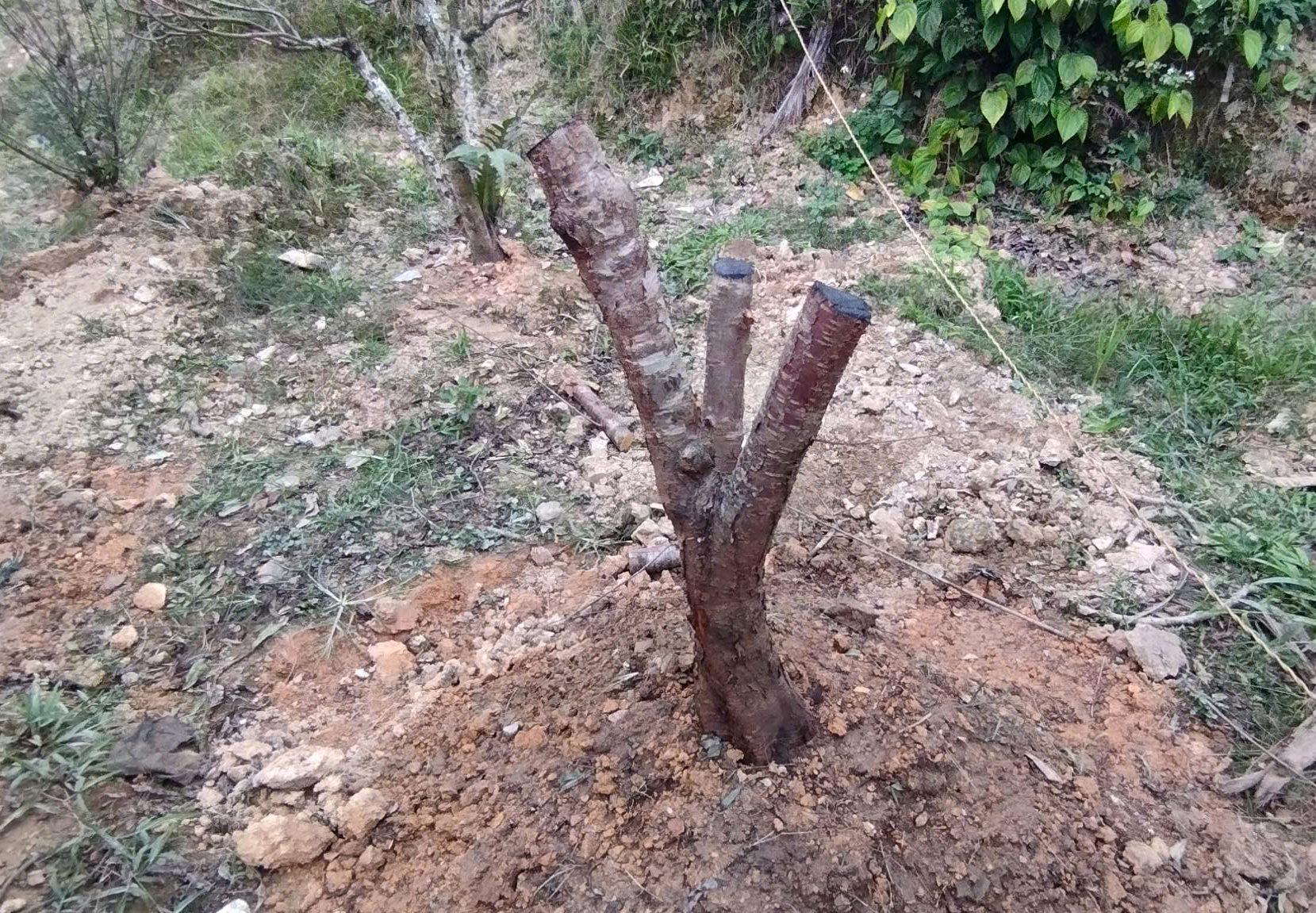 Xót xa những vườn đào khô ở Yên Bái trước dịp Tết- Ảnh 12. Xót xa những vườn đào khô ở Yên Bái trước dịp Tết- Ảnh 12.