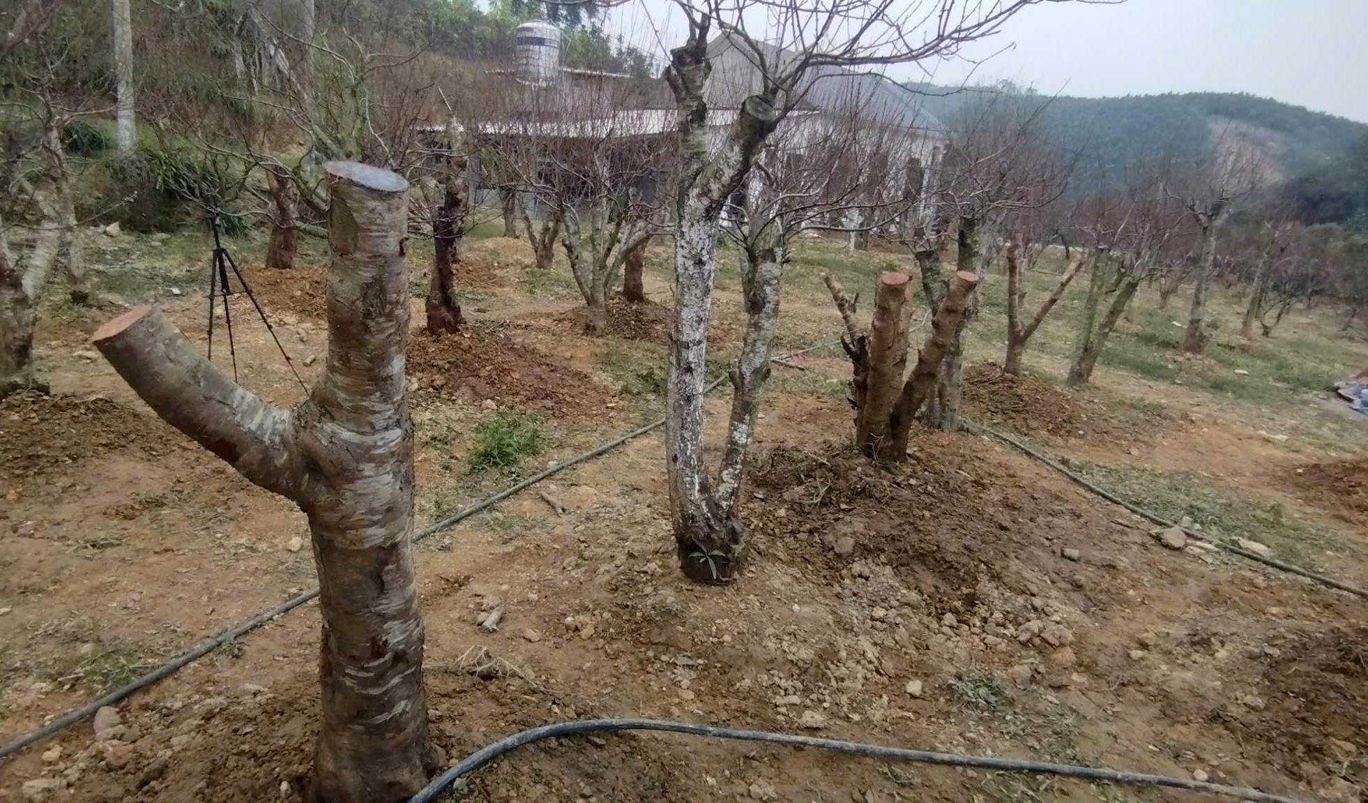 Xót xa những vườn đào khô ở Yên Bái trước dịp Tết- Ảnh 13. Xót xa những vườn đào khô ở Yên Bái trước dịp Tết- Ảnh 13.