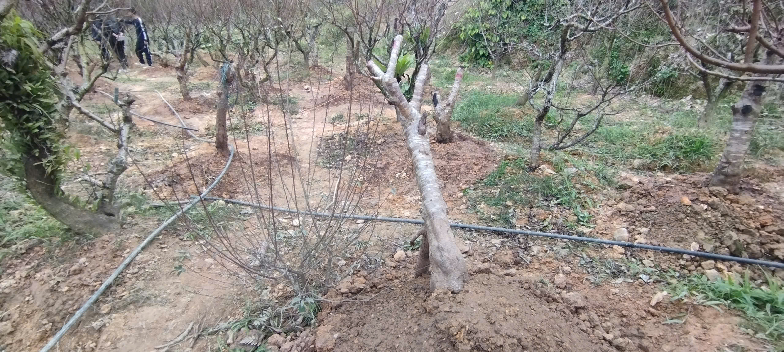 Xót xa những vườn đào khô ở Yên Bái trước dịp Tết- Ảnh 14. Xót xa những vườn đào khô ở Yên Bái trước dịp Tết- Ảnh 14.