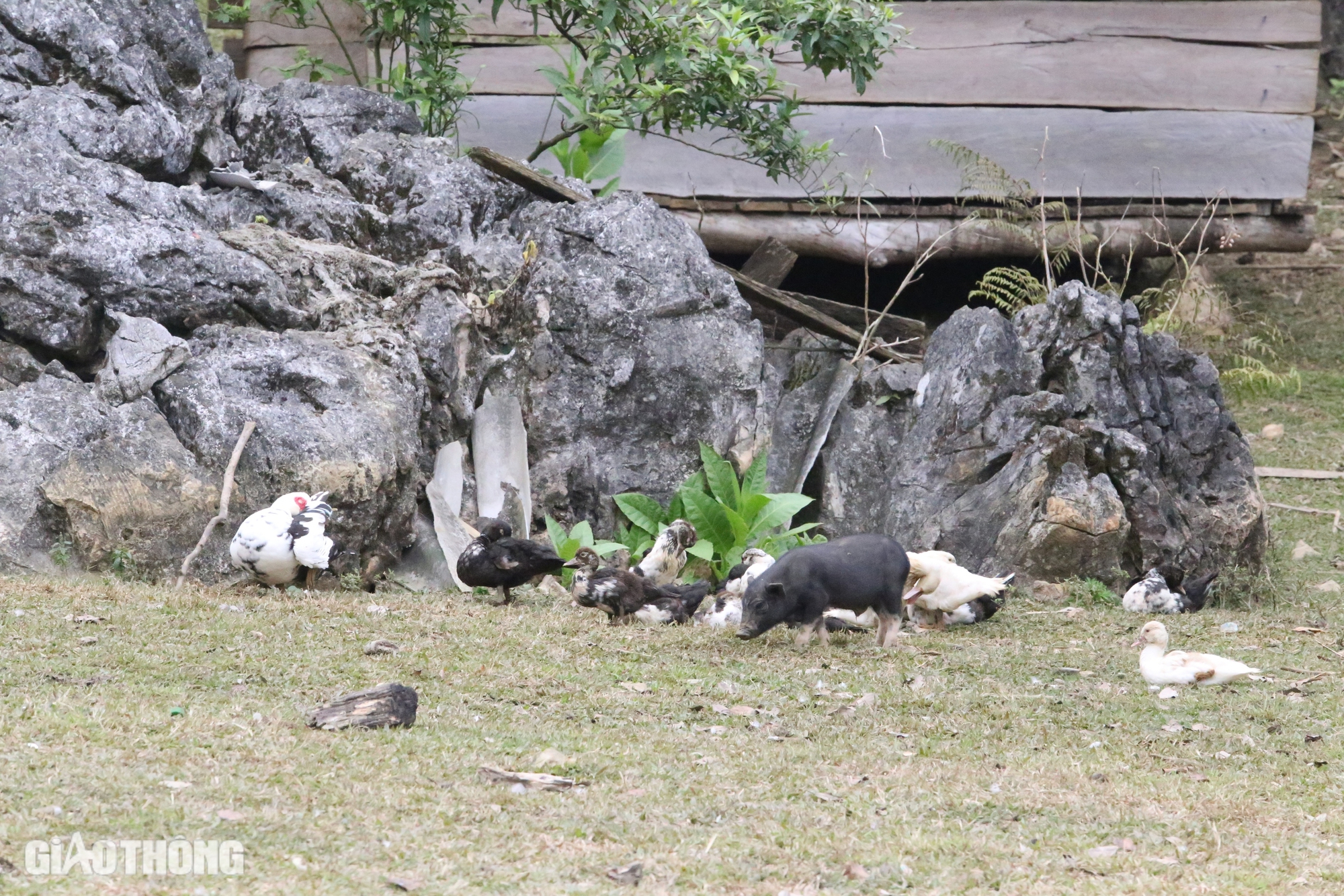 Khám phá vẻ đẹp lạ kỳ “làng nguyên thủy” ở cao nguyên Mộc Châu- Ảnh 9. Khám phá vẻ đẹp lạ kỳ “làng nguyên thủy” ở cao nguyên Mộc Châu- Ảnh 9.