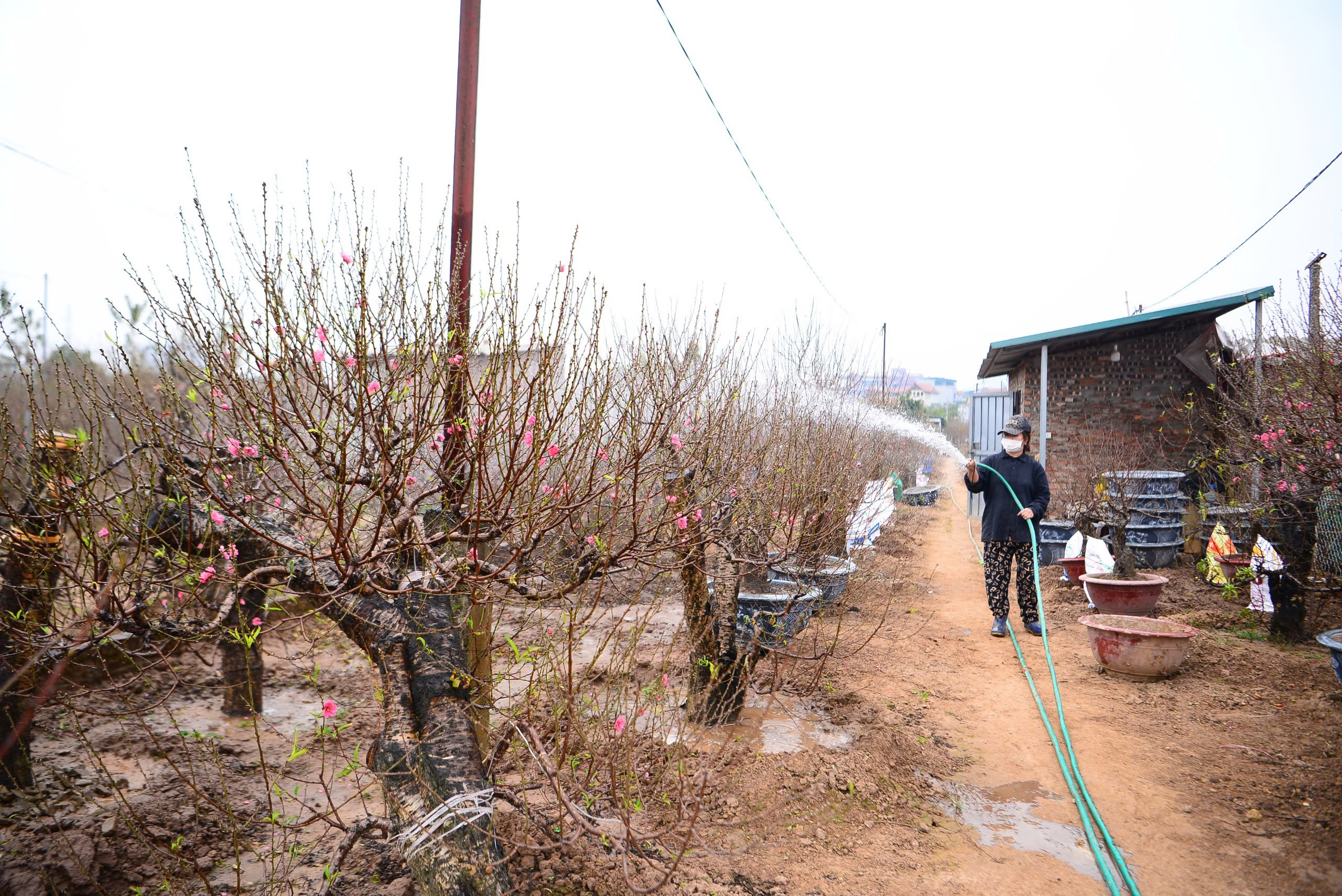 Đ&agrave;o Nhật T&acirc;n khoe sắc trong vườn chờ người mua- Ảnh 1.