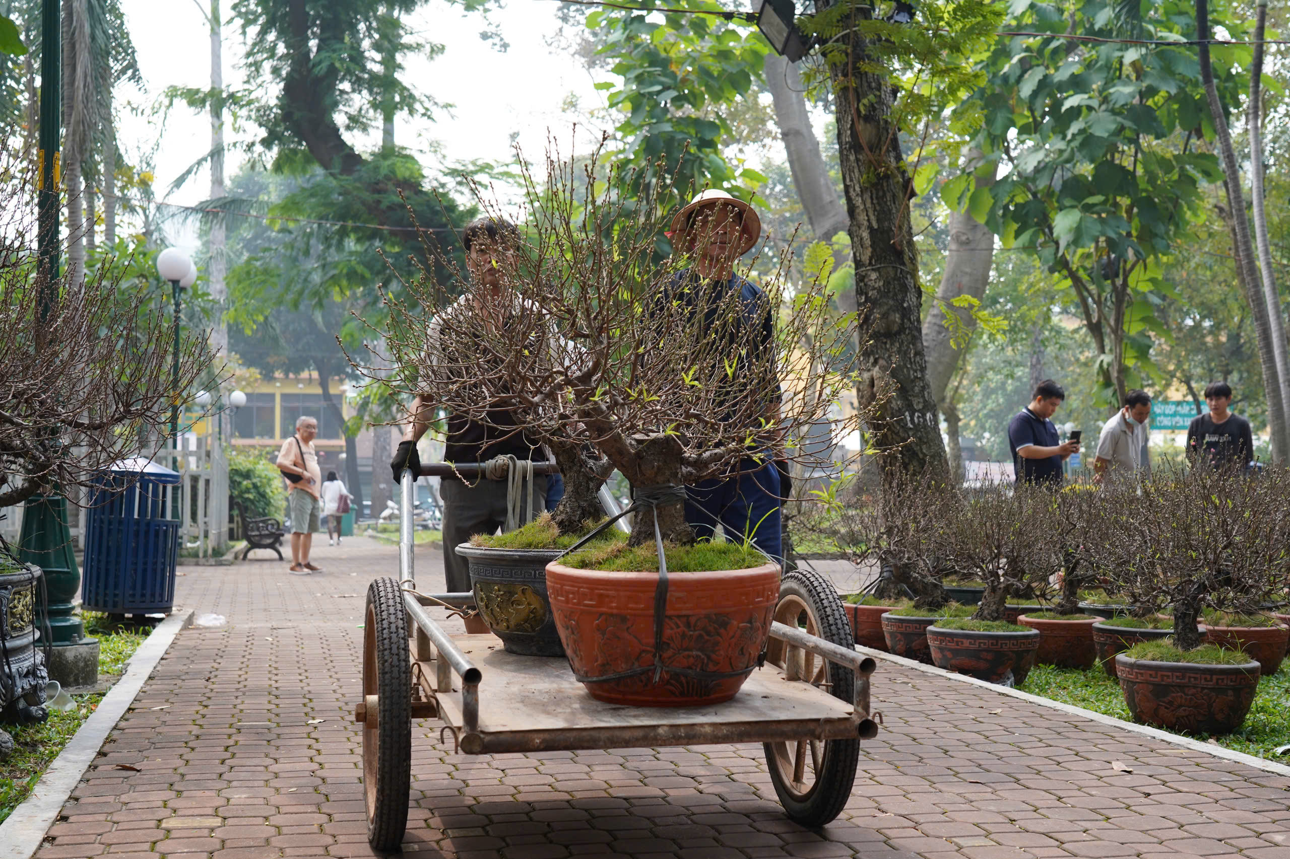 TP.HCM: Mai, đ&agrave;o, c&uacute;c xếp h&agrave;ng chờ chủ nh&acirc;n đ&oacute;n về chơi Tết- Ảnh 12.