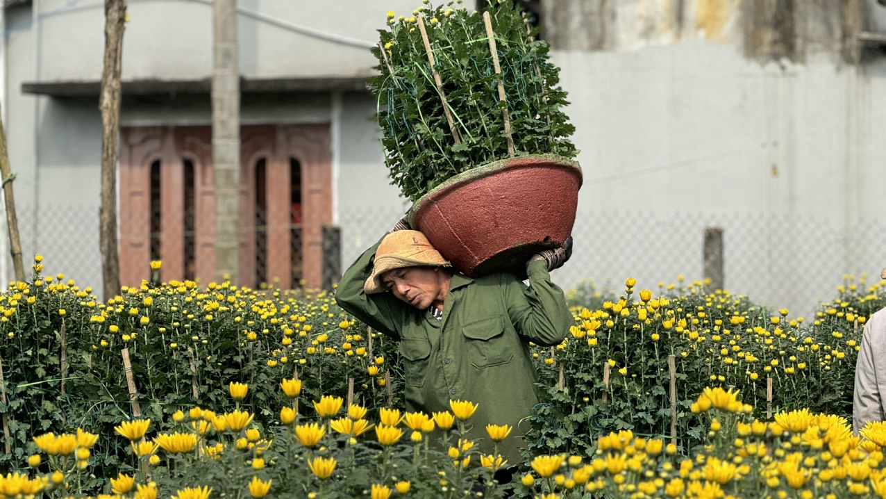 L&agrave;ng hoa c&uacute;c lớn nhất miền Trung tấp nập &ocirc; t&ocirc; "mang xu&acirc;n" ra thị th&agrave;nh- Ảnh 2.
