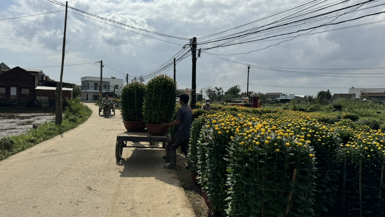 L&agrave;ng hoa c&uacute;c lớn nhất miền Trung tấp nập &ocirc; t&ocirc; "mang xu&acirc;n" ra thị th&agrave;nh- Ảnh 6.