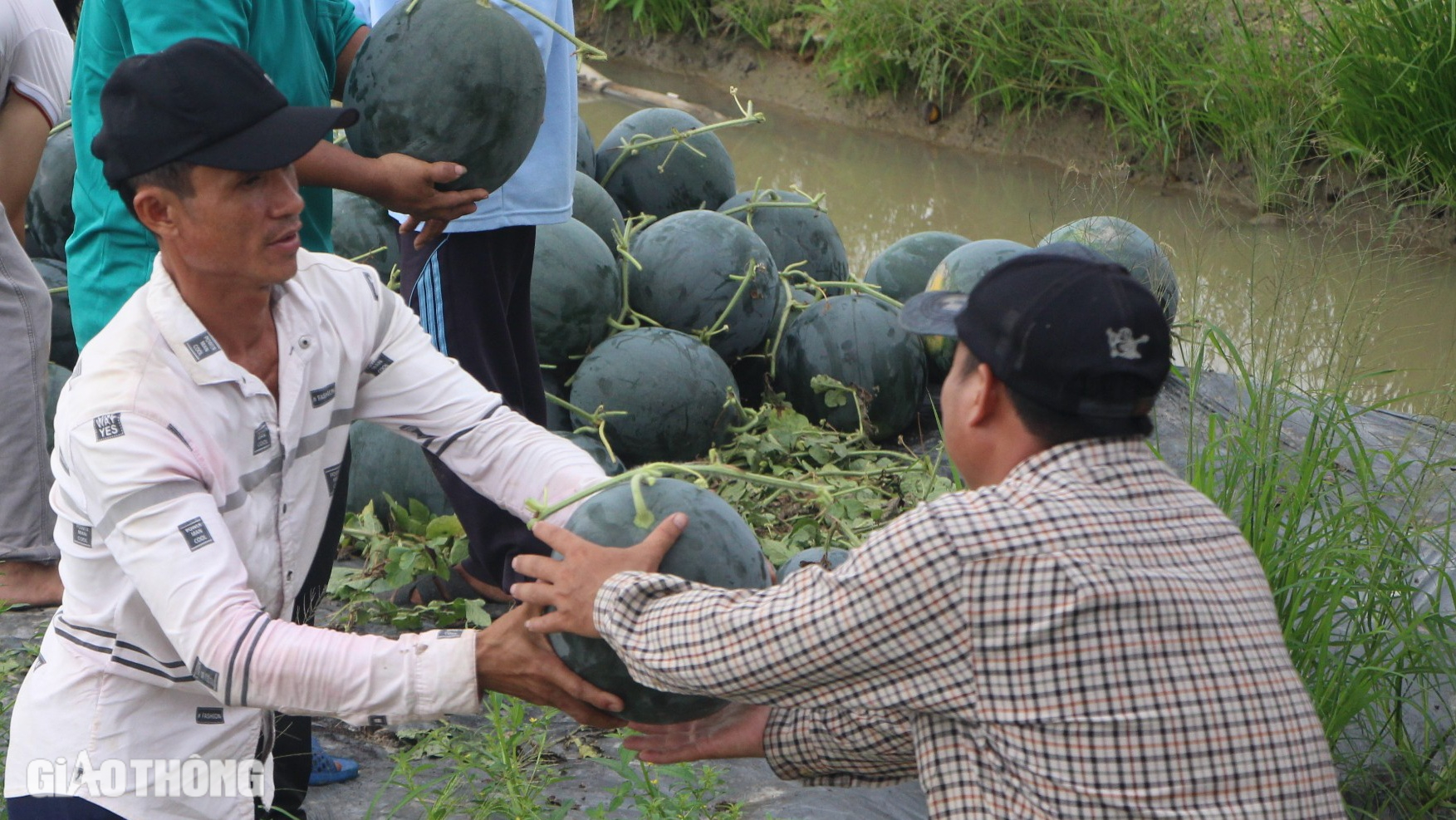 Nhộn nhịp thu hoạch dưa hấu Tết ở Bạc Li&ecirc;u- Ảnh 2.
