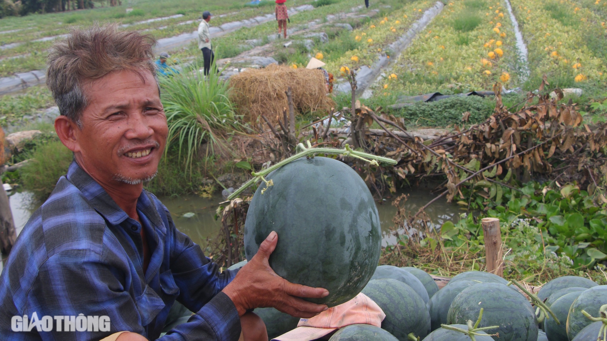 Nhộn nhịp thu hoạch dưa hấu Tết ở Bạc Li&ecirc;u- Ảnh 3.