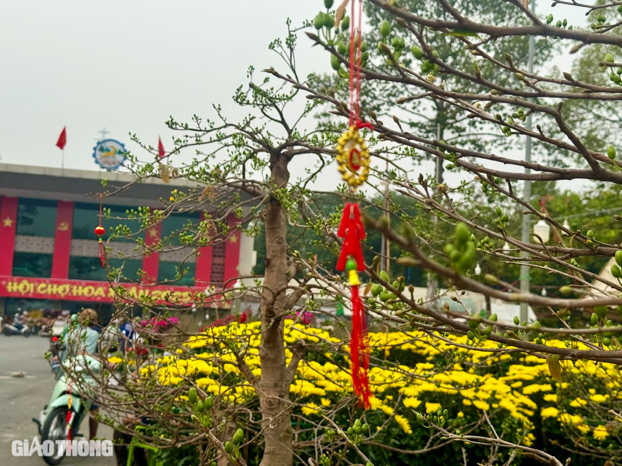 Chợ hoa Đồng Nai: Người xem đ&ocirc;ng, người mua &iacute;t- Ảnh 11.