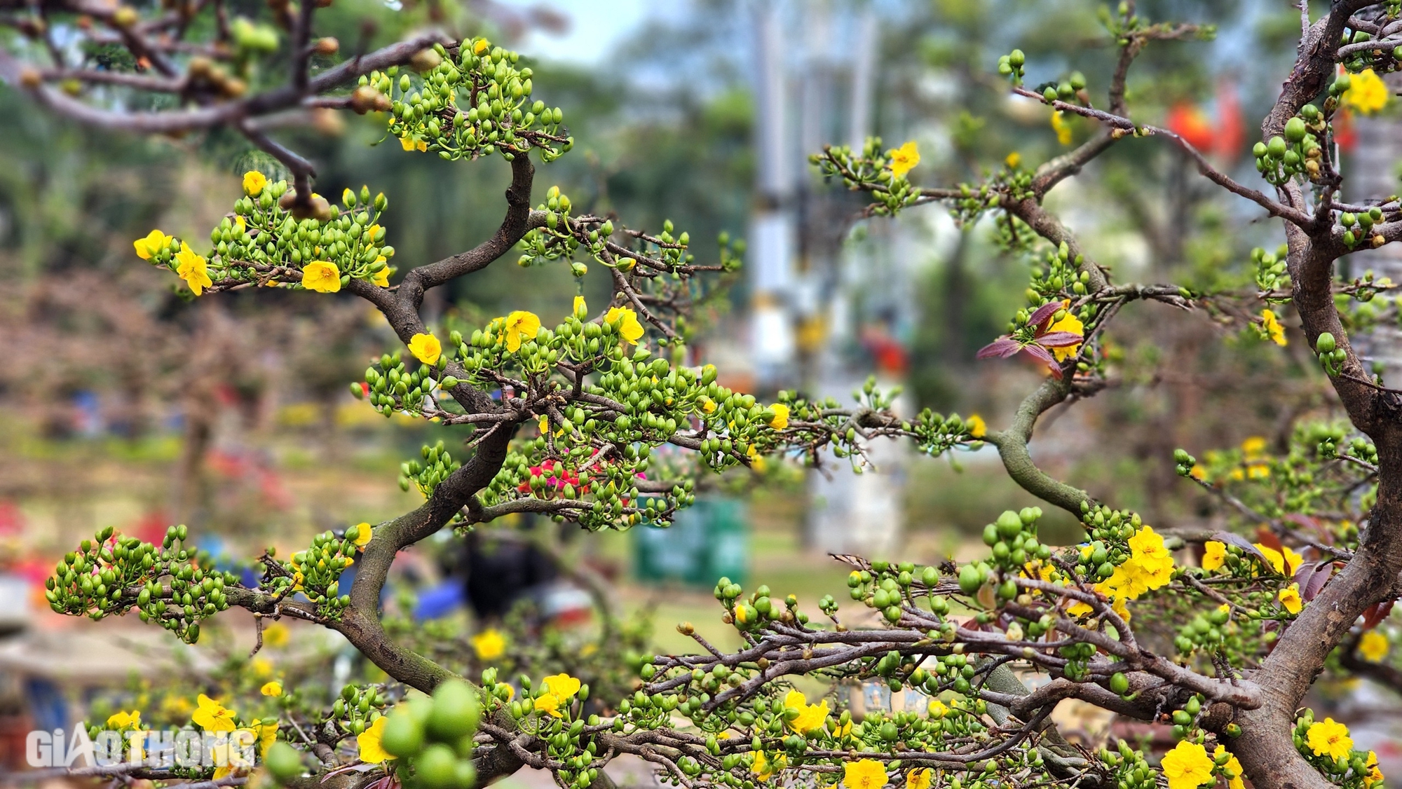 Người d&acirc;n th&iacute;ch th&uacute; tạo d&aacute;ng dưới gốc mai gi&agrave; được rao b&aacute;n 3 tỷ- Ảnh 7.