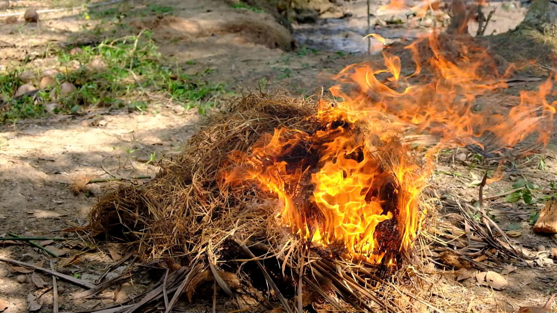 Về miền T&acirc;y t&aacute;t đ&igrave;a ăn Tết- Ảnh 8.