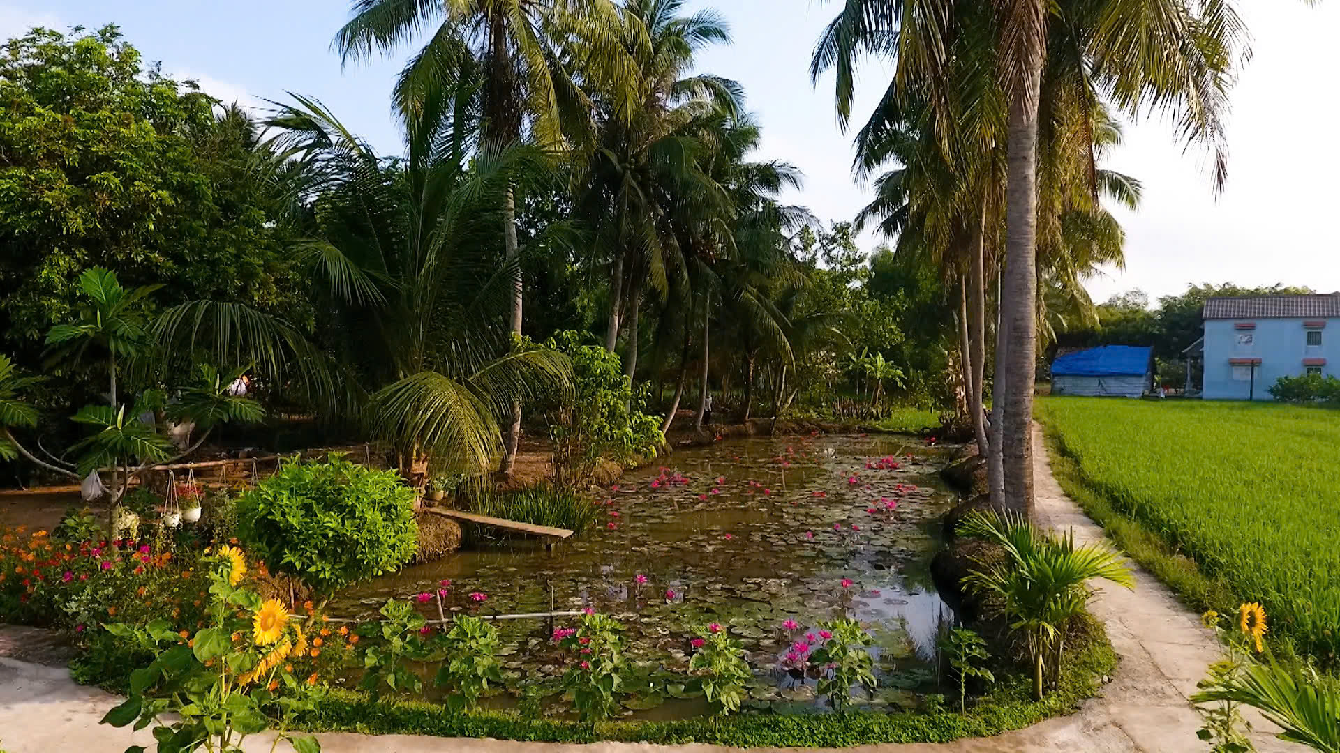 Về miền T&acirc;y t&aacute;t đ&igrave;a ăn Tết- Ảnh 2.