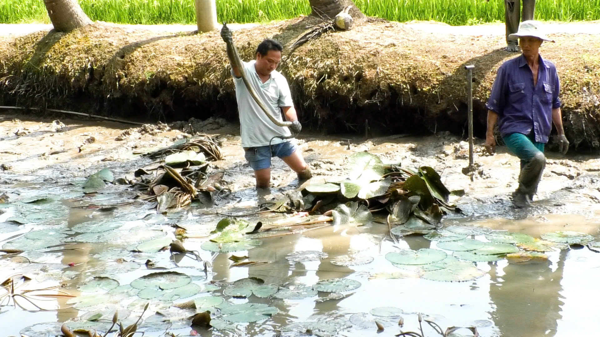 Về miền T&acirc;y t&aacute;t đ&igrave;a ăn Tết- Ảnh 7.