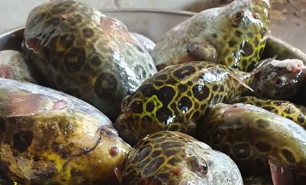 B&igrave;nh Thuận: Sau bữa cơm với c&aacute; n&oacute;c, 1 người tử vong, 4 người nhập viện- Ảnh 1.