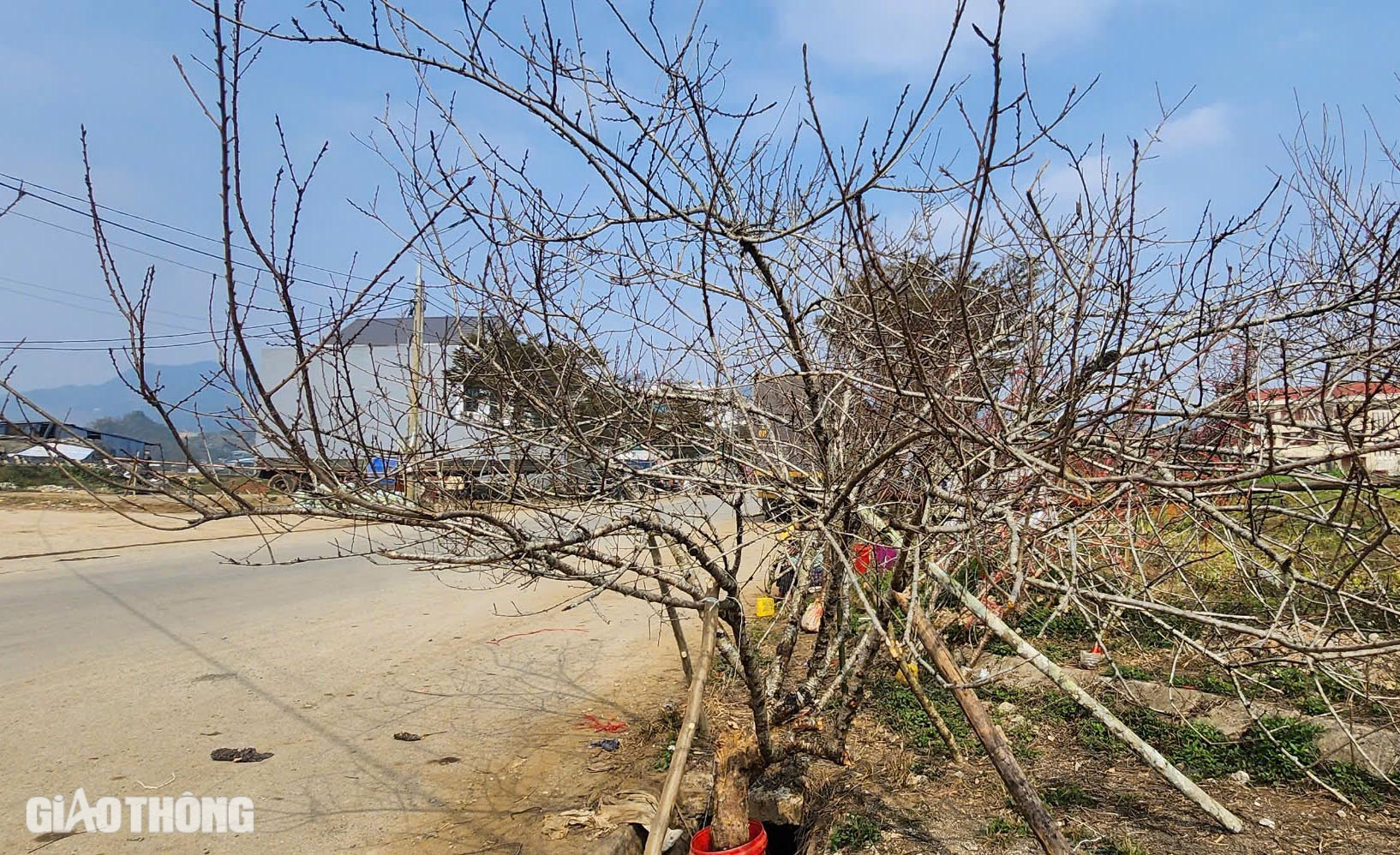 Đ&agrave;o v&ugrave;ng cao Sơn La tấp nập xuống phố- Ảnh 12.