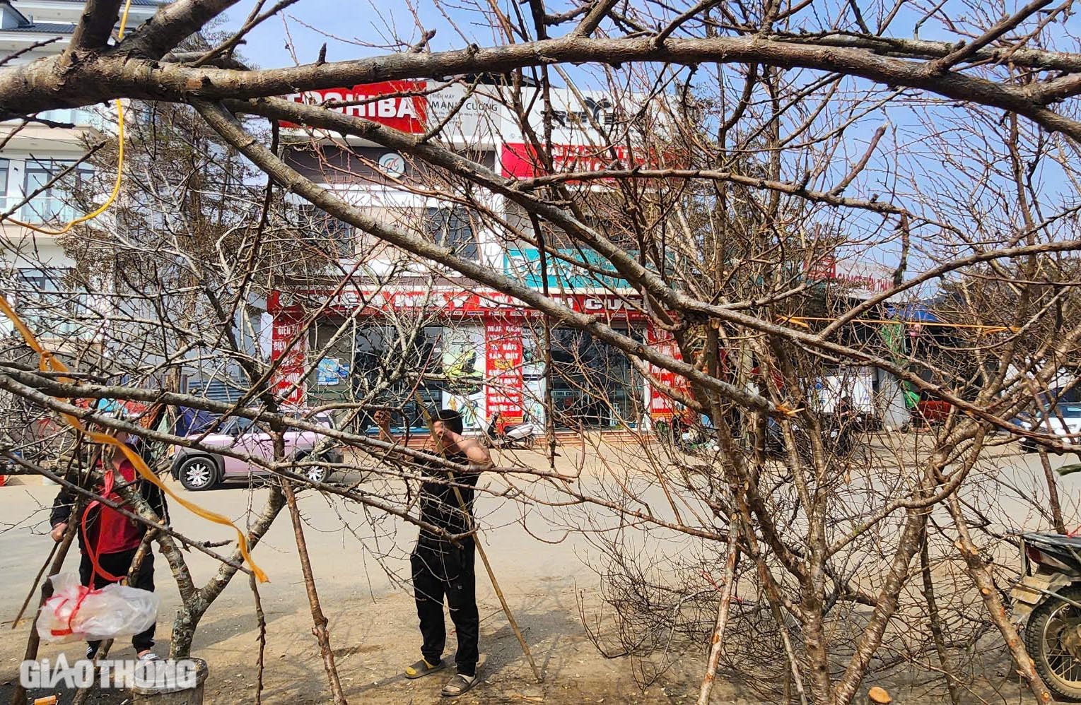 Đ&agrave;o v&ugrave;ng cao Sơn La tấp nập xuống phố- Ảnh 3.