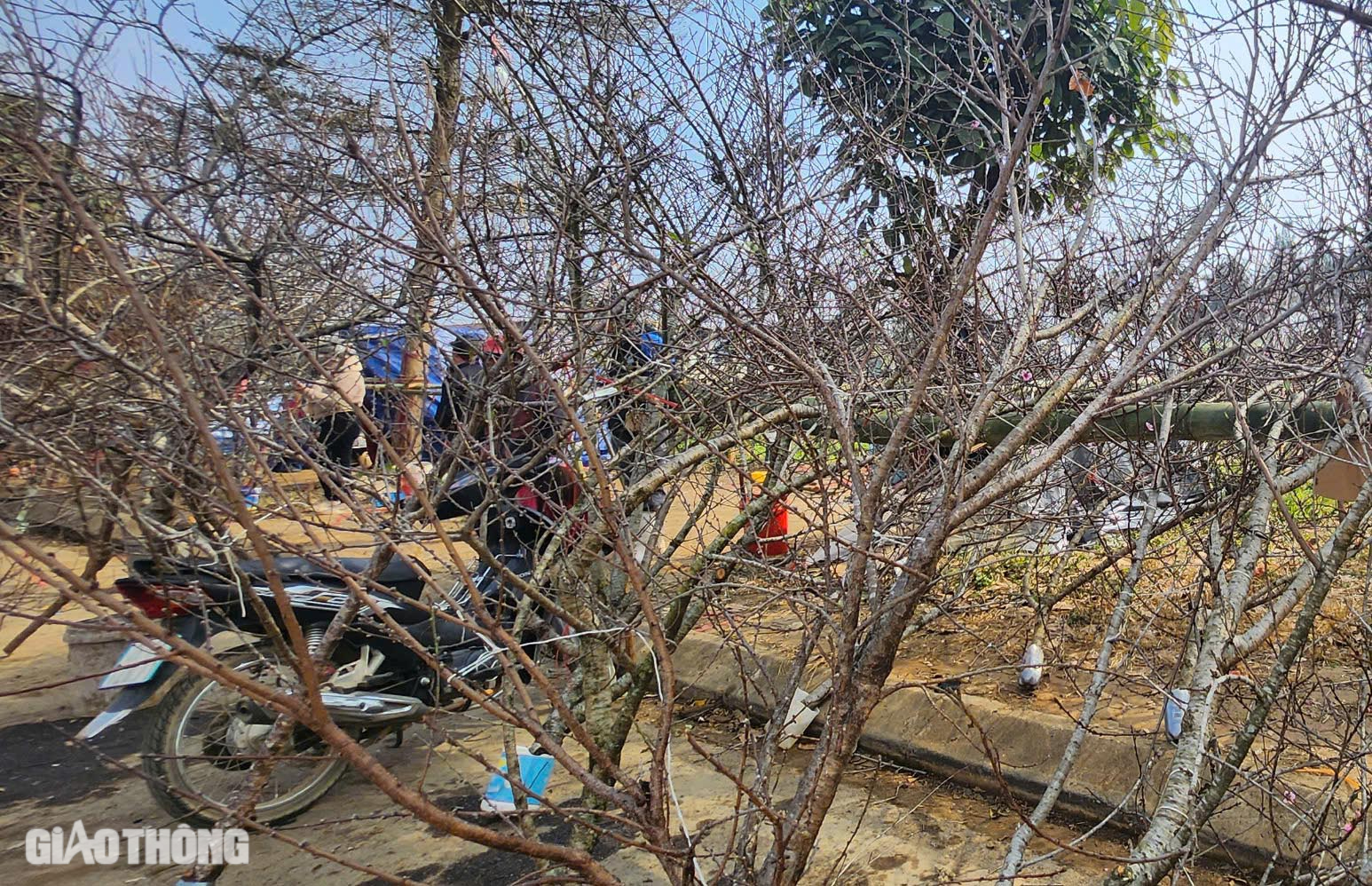 Đ&agrave;o v&ugrave;ng cao Sơn La tấp nập xuống phố- Ảnh 4.