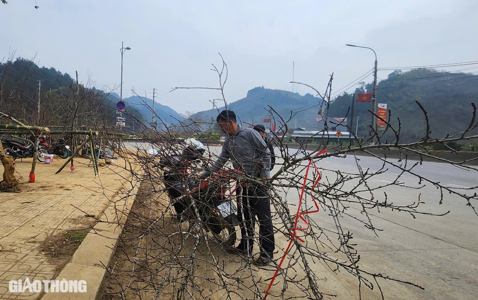 Đ&agrave;o v&ugrave;ng cao Sơn La tấp nập xuống phố- Ảnh 7.