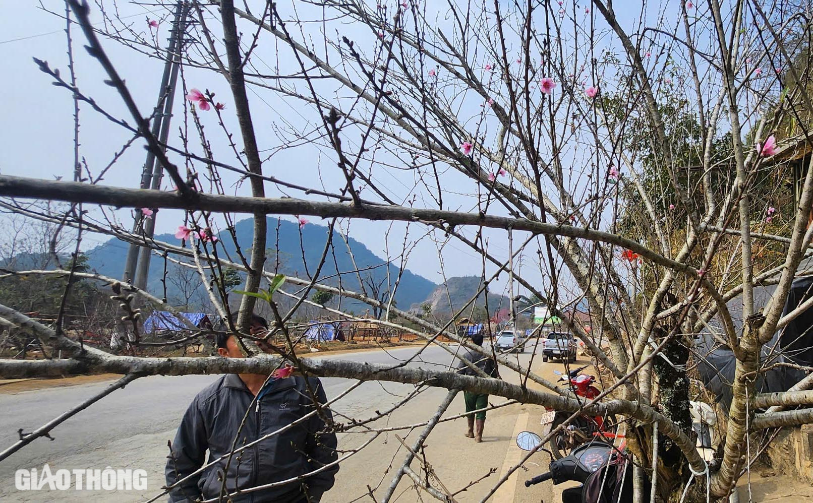 Đ&agrave;o v&ugrave;ng cao Sơn La tấp nập xuống phố- Ảnh 11.